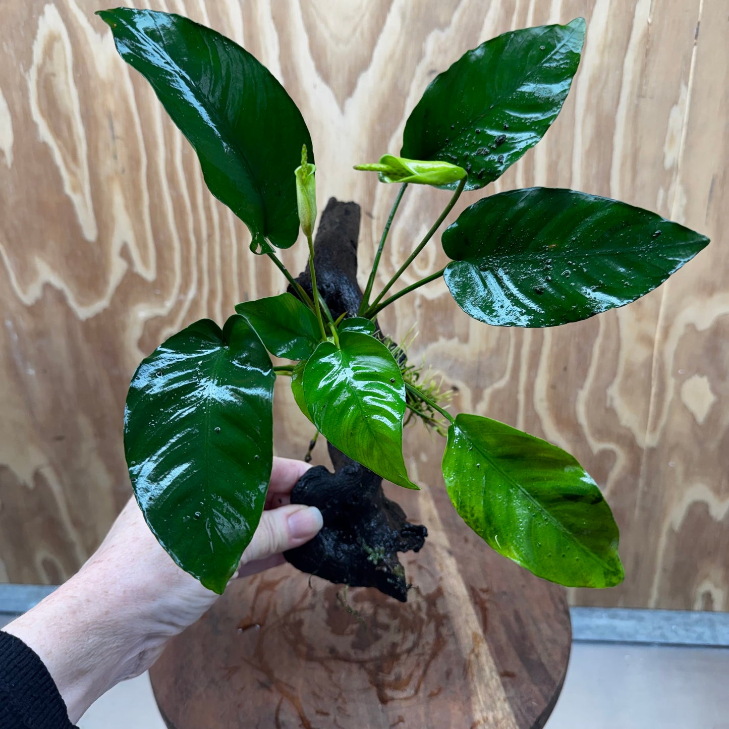 Pisces Enterprises One Only Anubias 'Old Type Barteri' on Medium Driftwood Creation - ONE ONLY - Dramatic Anubias Old Barteri on Medium Driftwood - One Only Dramatic Scapeshop