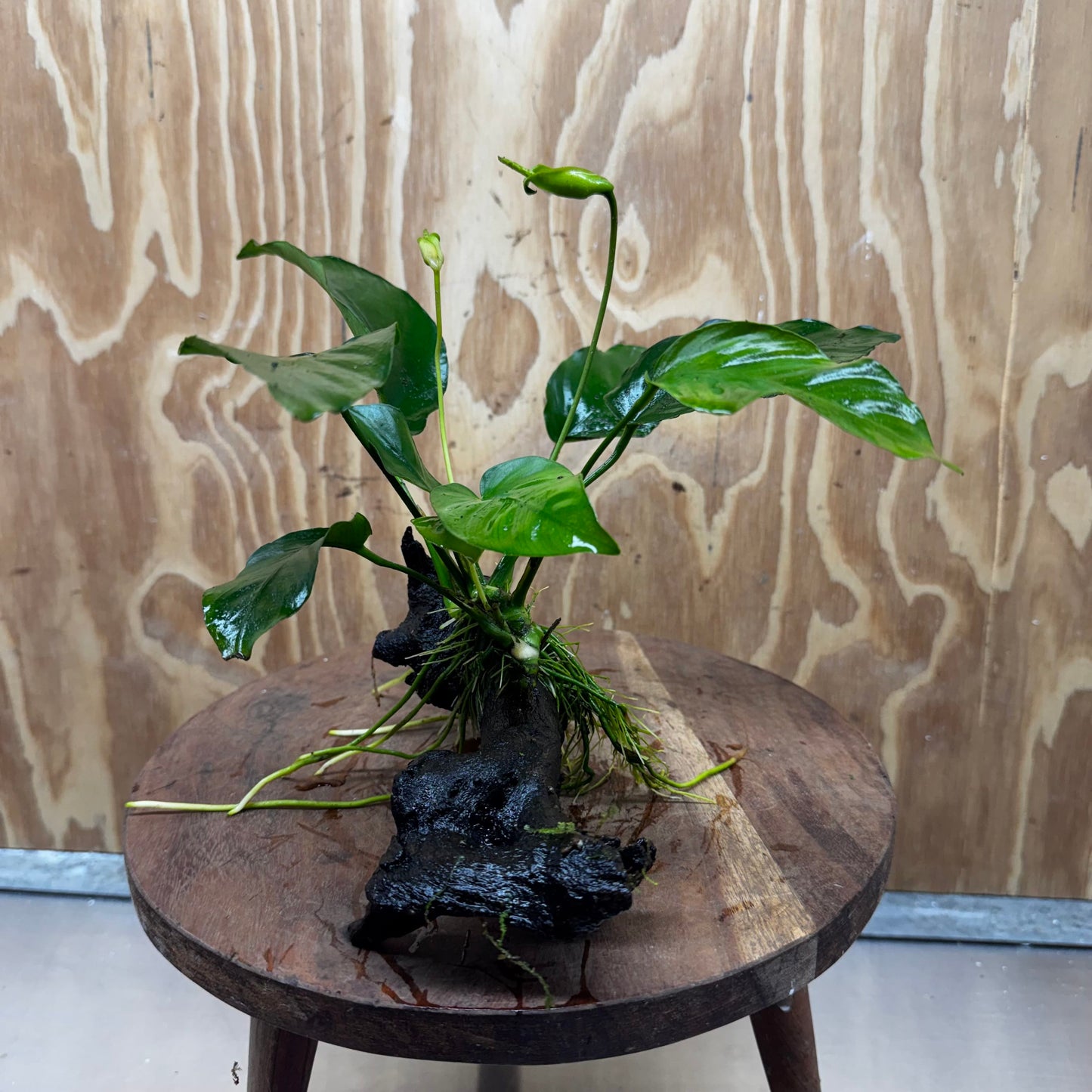 Pisces Enterprises One Only Anubias 'Old Type Barteri' on Medium Driftwood Creation - ONE ONLY - Dramatic Anubias Old Barteri on Medium Driftwood - One Only Dramatic Scapeshop