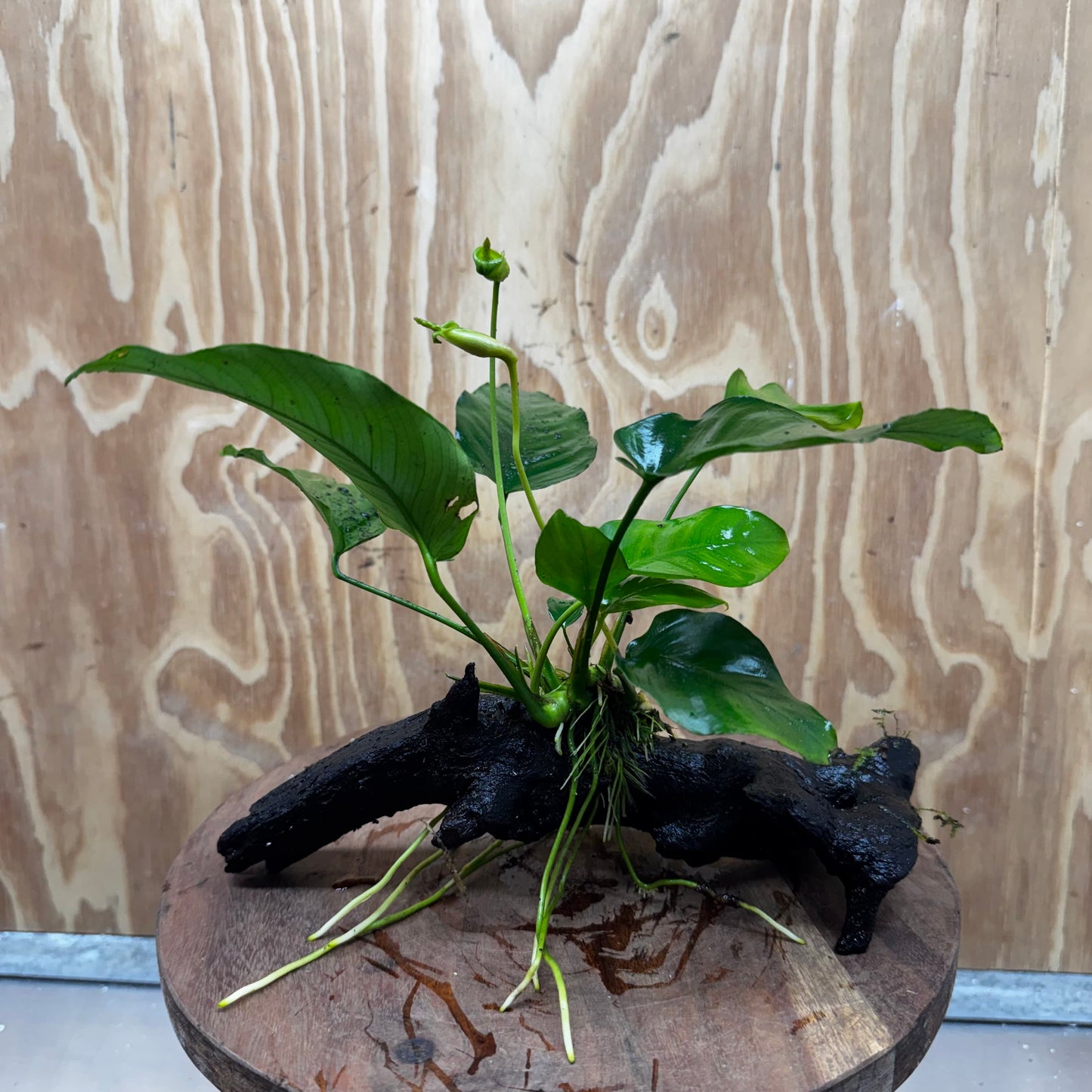 Pisces Enterprises One Only Anubias 'Old Type Barteri' on Medium Driftwood Creation - ONE ONLY - Dramatic Anubias Old Barteri on Medium Driftwood - One Only Dramatic Scapeshop