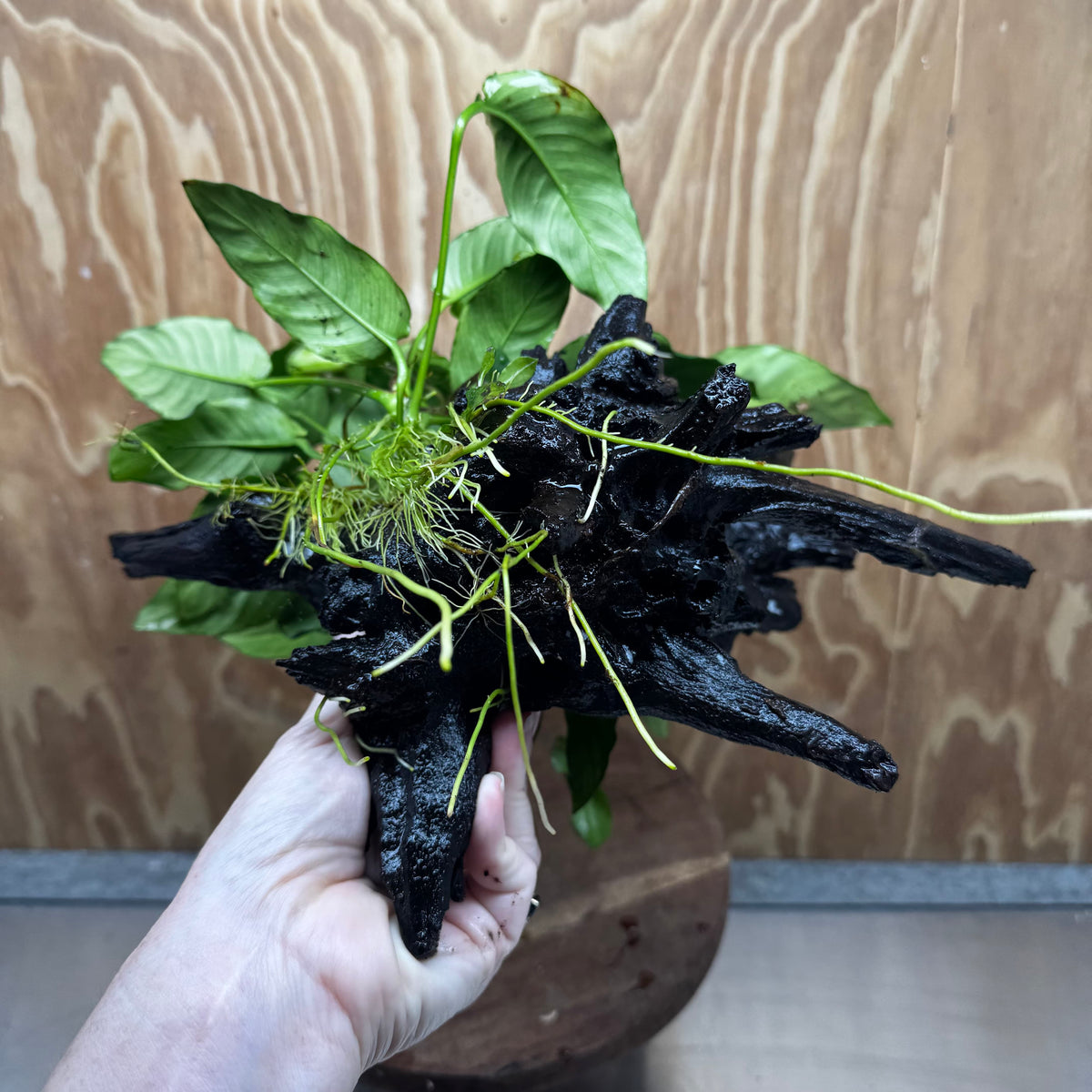 Pisces Enterprises One Only Anubias 'Paco' on Large Driftwood Creation - ONE ONLY Anubias Paco on Large Driftwood - One Only Scapeshop Australia