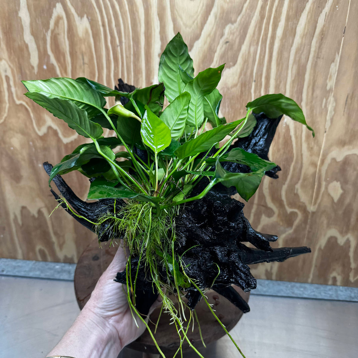 Pisces Enterprises One Only Anubias 'Paco' on Large Driftwood Creation - ONE ONLY Anubias Paco on Large Driftwood - One Only Scapeshop Australia