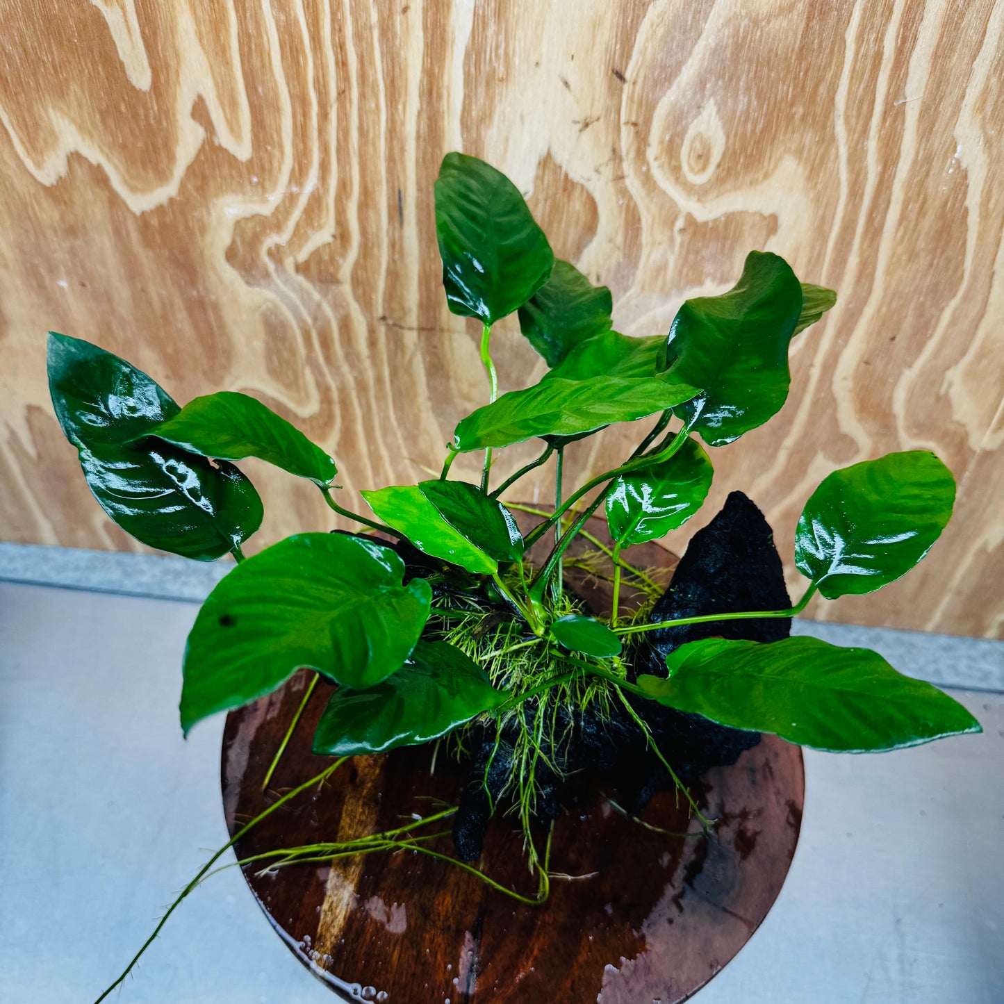 Scapeshop.com.au One Only Anubias Paco on Medium Driftwood Creation - One Only - Bold Anubias Afzelli OT on Medium Driftwood - One Only - Aquarium Plants Australia