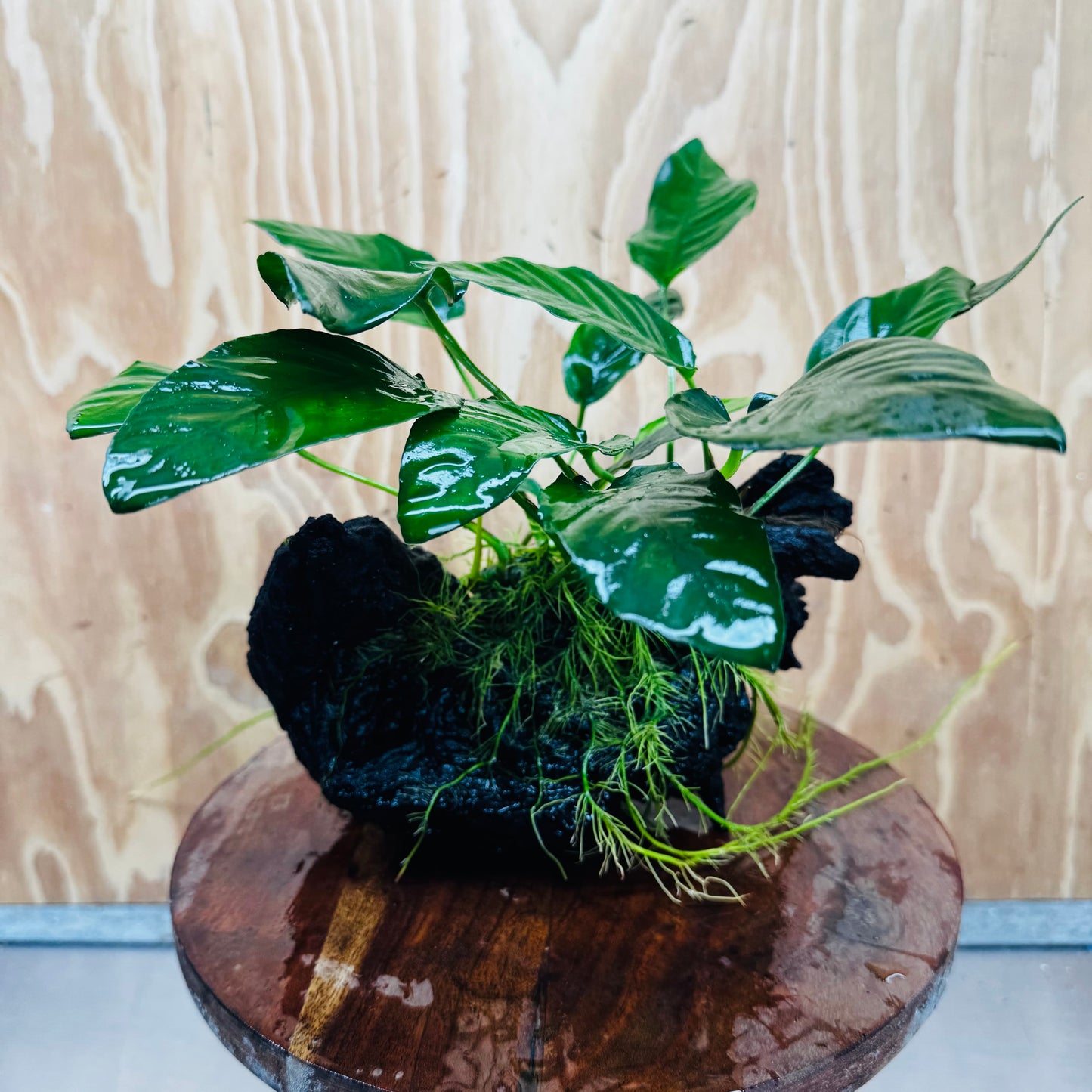 Scapeshop.com.au One Only Anubias Paco on Medium Driftwood Creation - One Only - Bold Anubias Afzelli OT on Medium Driftwood - One Only - Aquarium Plants Australia