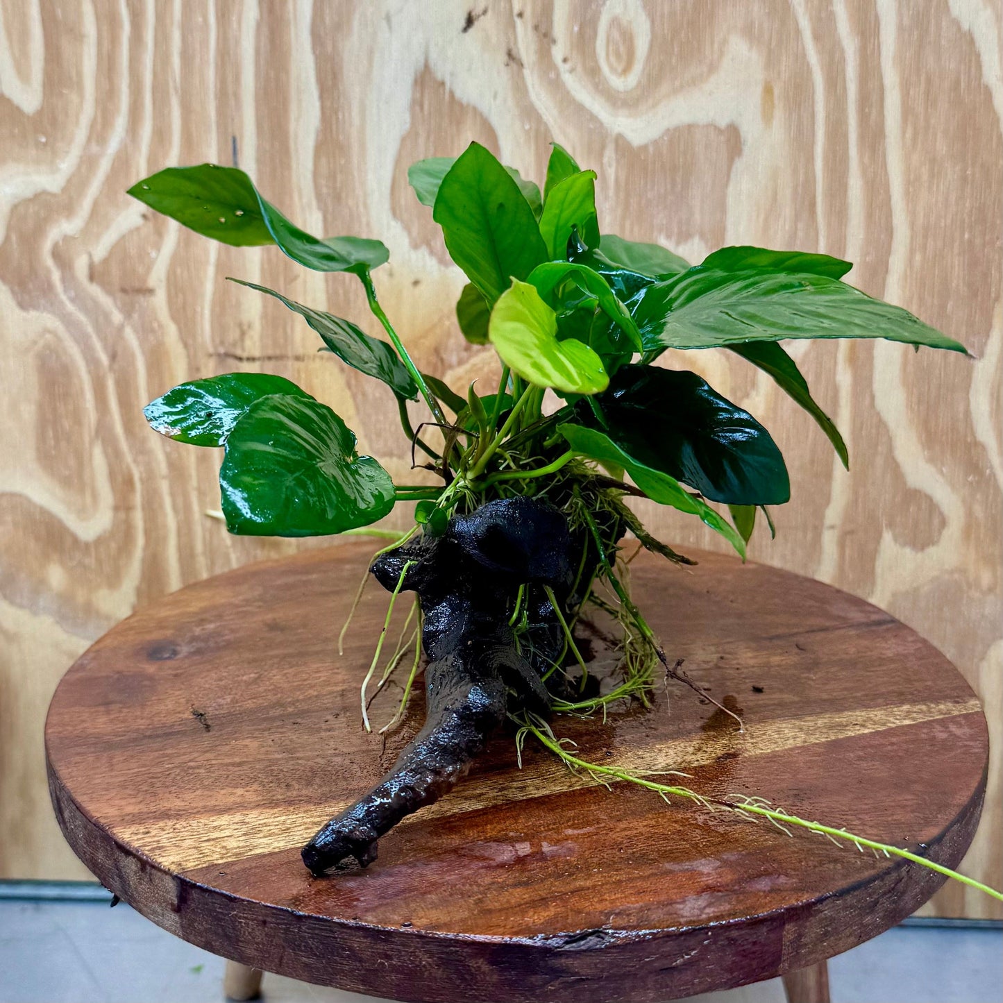 Scapeshop.com.au One Only Anubias Paco on Medium Driftwood Creation - One Only - Delicate Anubias Paco on Medium Driftwood - One Only - Aquarium Plants Australia