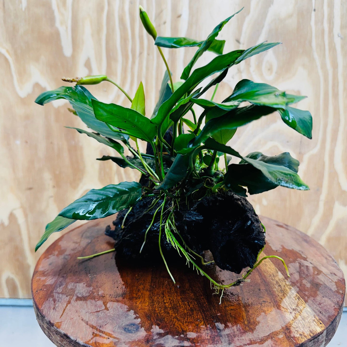 Scapeshop.com.au One Only Anubias Paco on Medium Driftwood Creation - One Only - Delicate Anubias Paco on Medium Driftwood - One Only - Aquarium Plants Australia