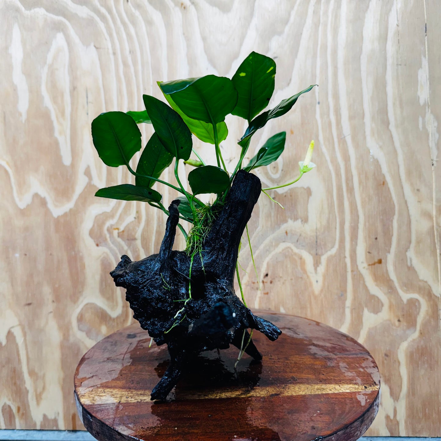 Scapeshop.com.au One Only Anubias Paco on Medium Driftwood Creation - One Only - Delicate Anubias Paco on Medium Driftwood - One Only - Aquarium Plants Australia