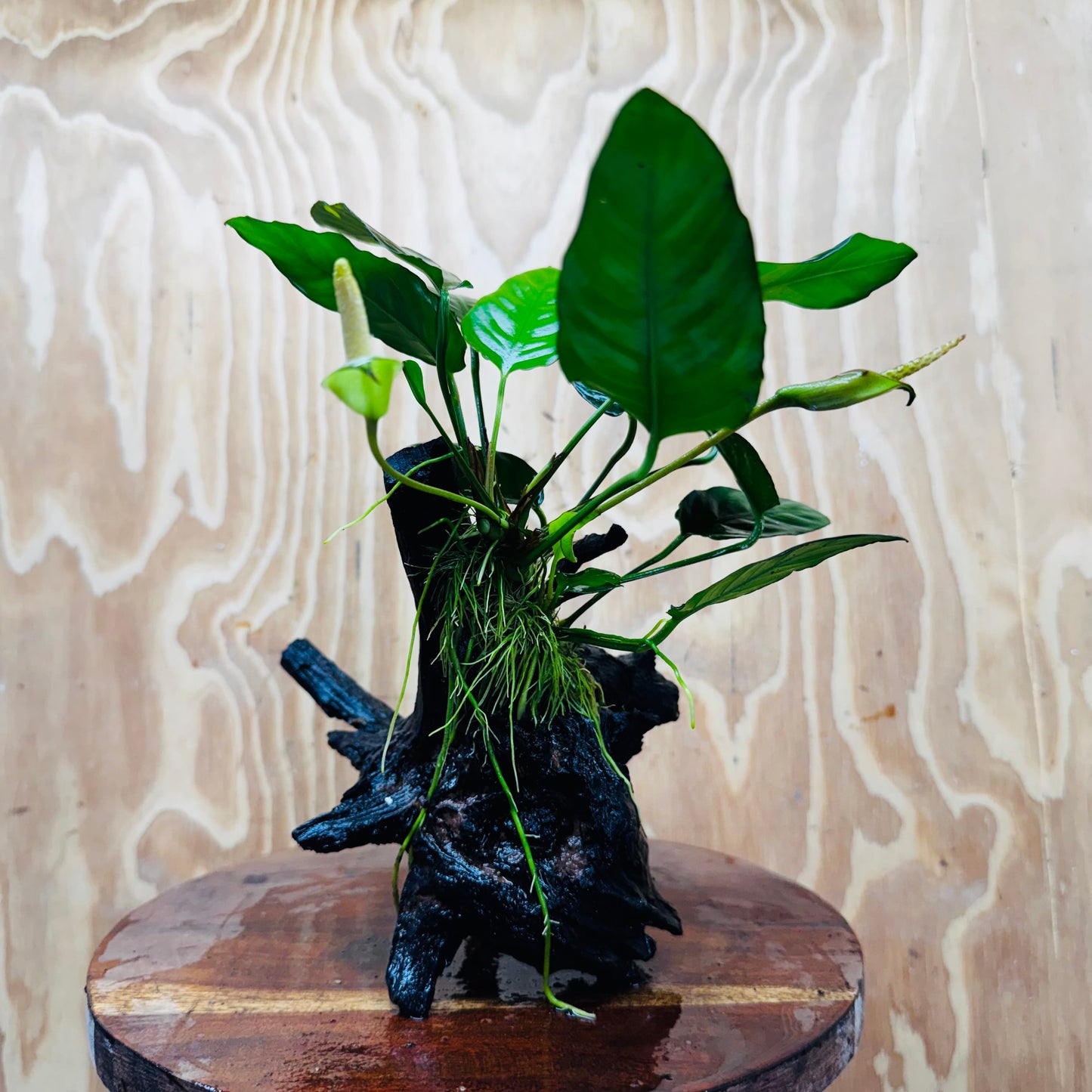 Scapeshop.com.au One Only Anubias Paco on Medium Driftwood Creation - One Only - Delicate Anubias Paco on Medium Driftwood - One Only - Aquarium Plants Australia