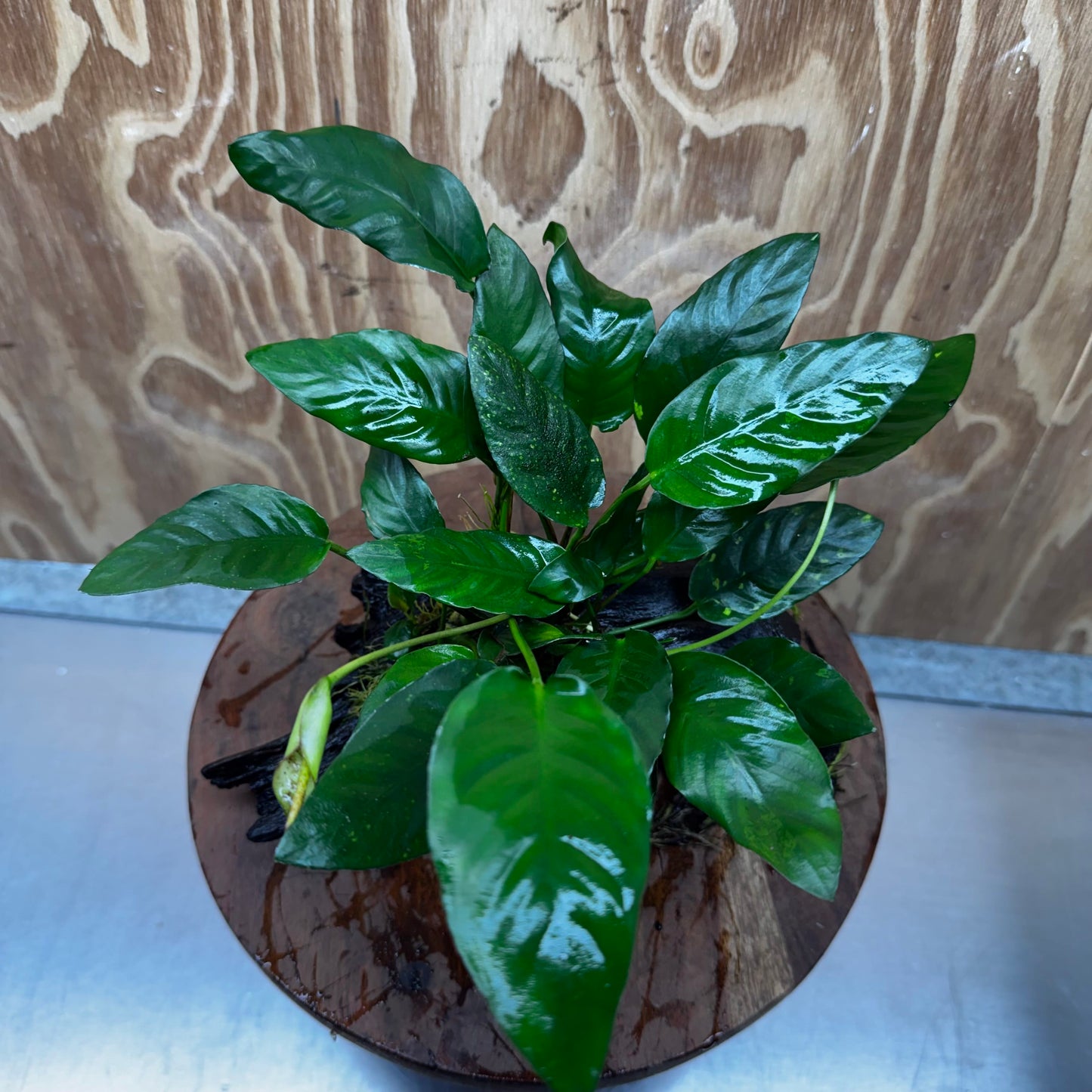 Scapeshop.com.au One Only Anubias Paco on Medium Driftwood Creation - One Only - Delicate Anubias Paco on Medium Driftwood - One Only - Aquarium Plants Australia