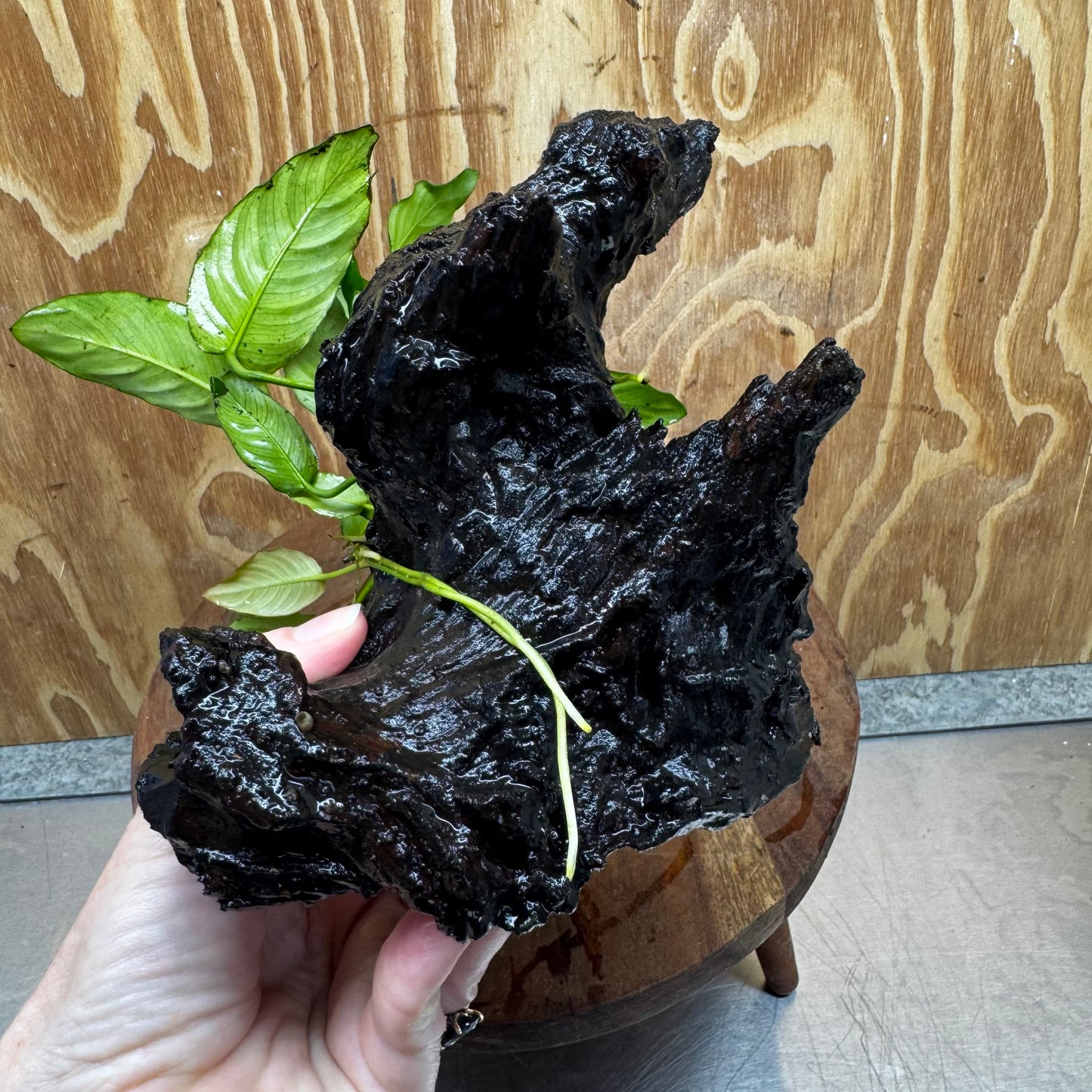 Scapeshop.com.au One Only Anubias Paco on Medium Driftwood Creation - One Only - Delicate Anubias Paco on Medium Driftwood - One Only - Aquarium Plants Australia