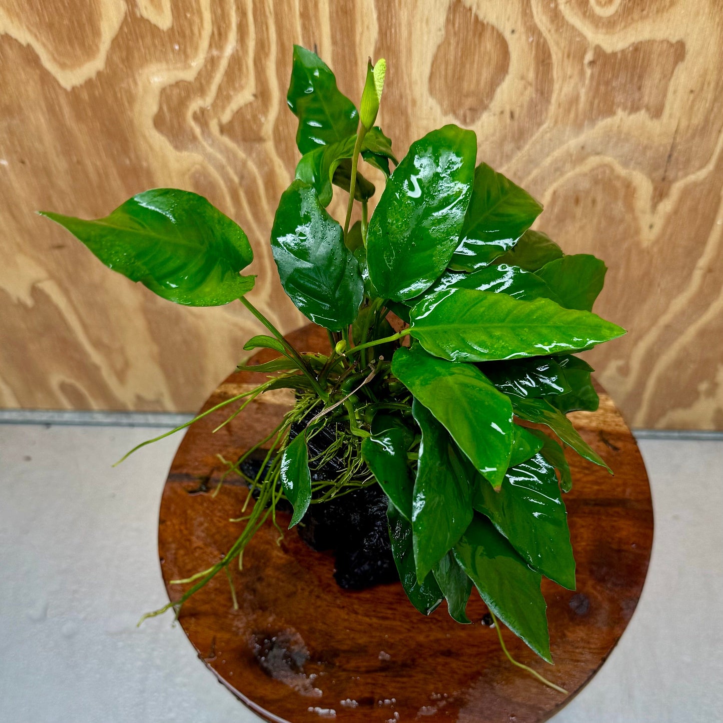 Pisces Enterprises One Only Anubias 'Paco' on Medium Driftwood Creation - One Only - Dramatic Anubias Petite Emerald Heart on Medium Driftwood - ONE ONLY - Scapeshop