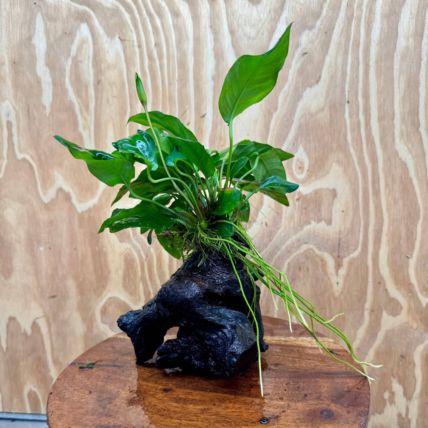 Pisces Enterprises One Only Anubias 'Paco' on Medium Driftwood Creation - One Only - Dramatic Anubias Petite Emerald Heart on Medium Driftwood - ONE ONLY - Scapeshop