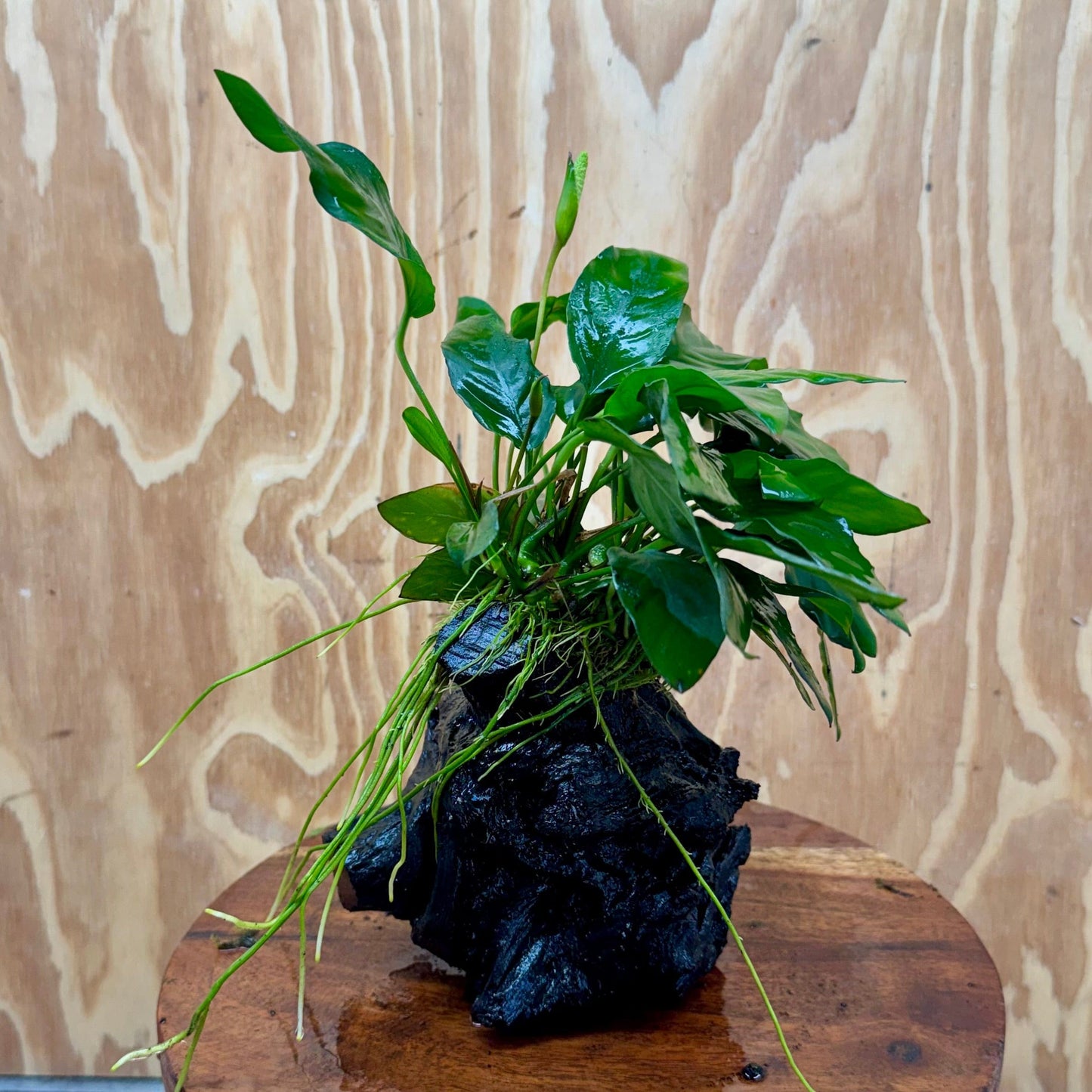 Pisces Enterprises One Only Anubias 'Paco' on Medium Driftwood Creation - One Only - Dramatic Anubias Petite Emerald Heart on Medium Driftwood - ONE ONLY - Scapeshop