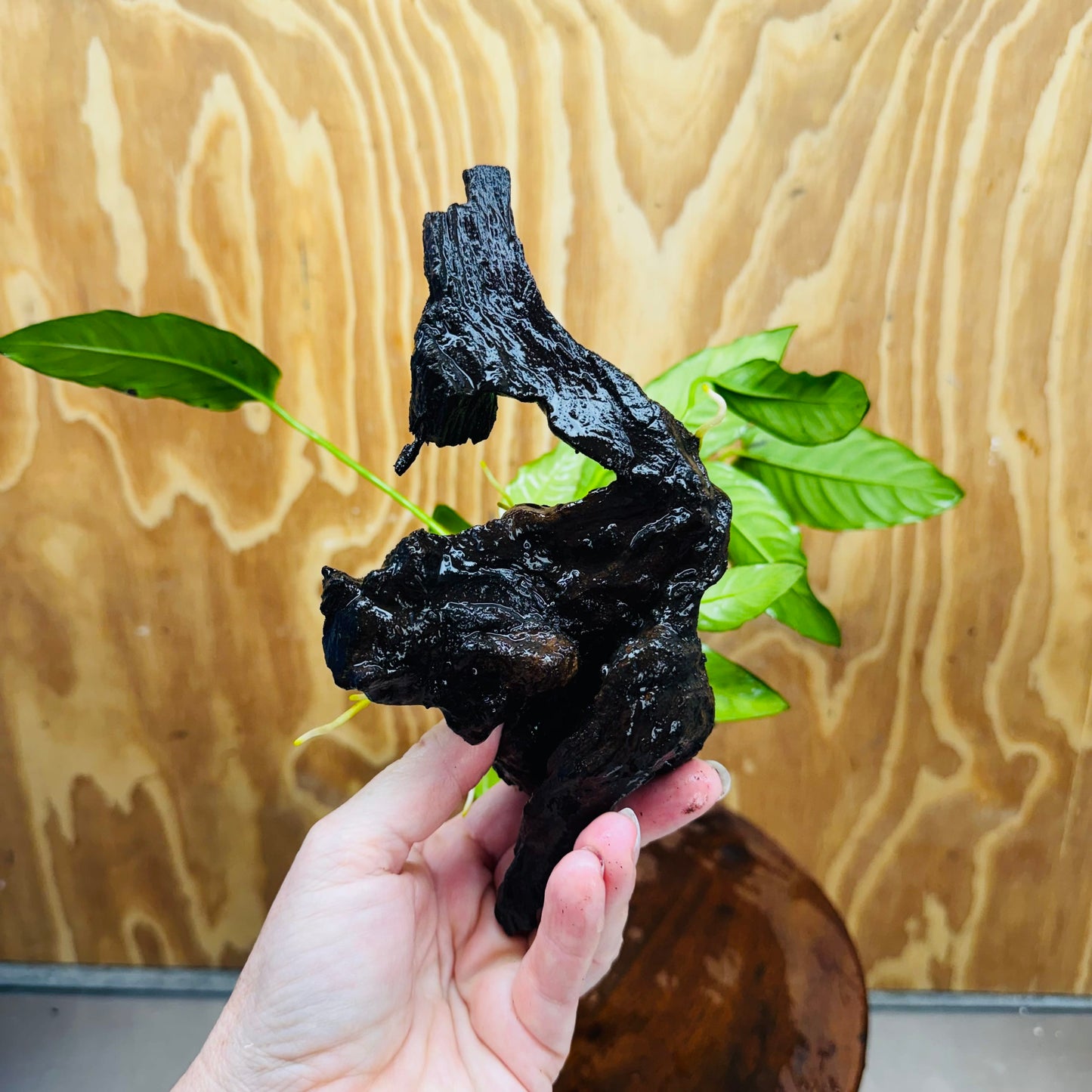 Scapeshop.com.au One Only Anubias Paco on Medium Driftwood Creation - One Only - Fancy Anubias Paco on Medium Driftwood - One Only - Aquarium Plants Australia
