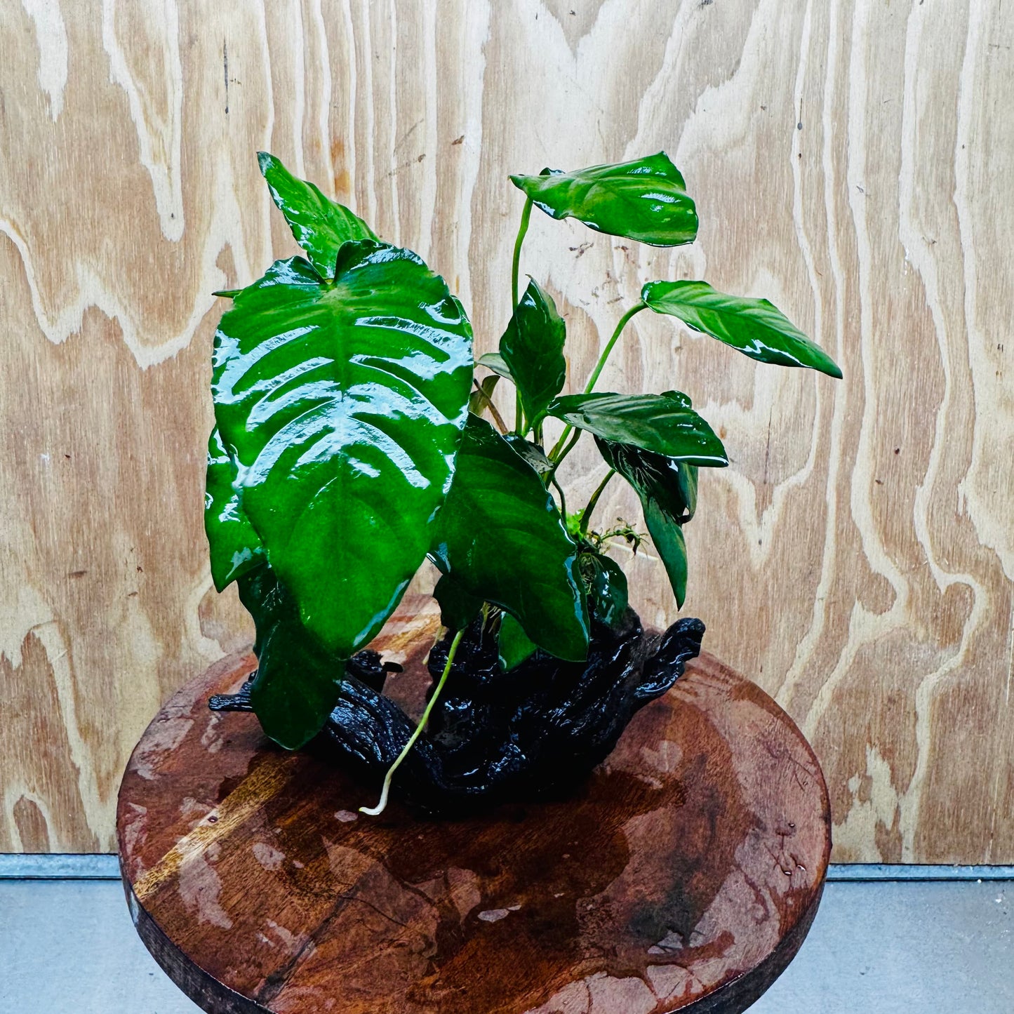 Scapeshop.com.au One Only Anubias Paco on Medium Driftwood Creation - One Only - Fancy Anubias Paco on Medium Driftwood - One Only - Aquarium Plants Australia