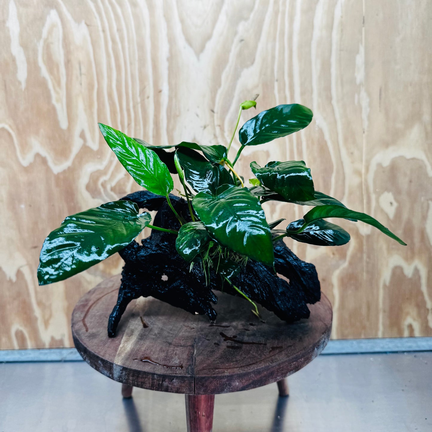 Scapeshop.com.au One Only Anubias Paco on Medium Driftwood Creation - One Only - Fancy Anubias Paco on Medium Driftwood - One Only - Aquarium Plants Australia