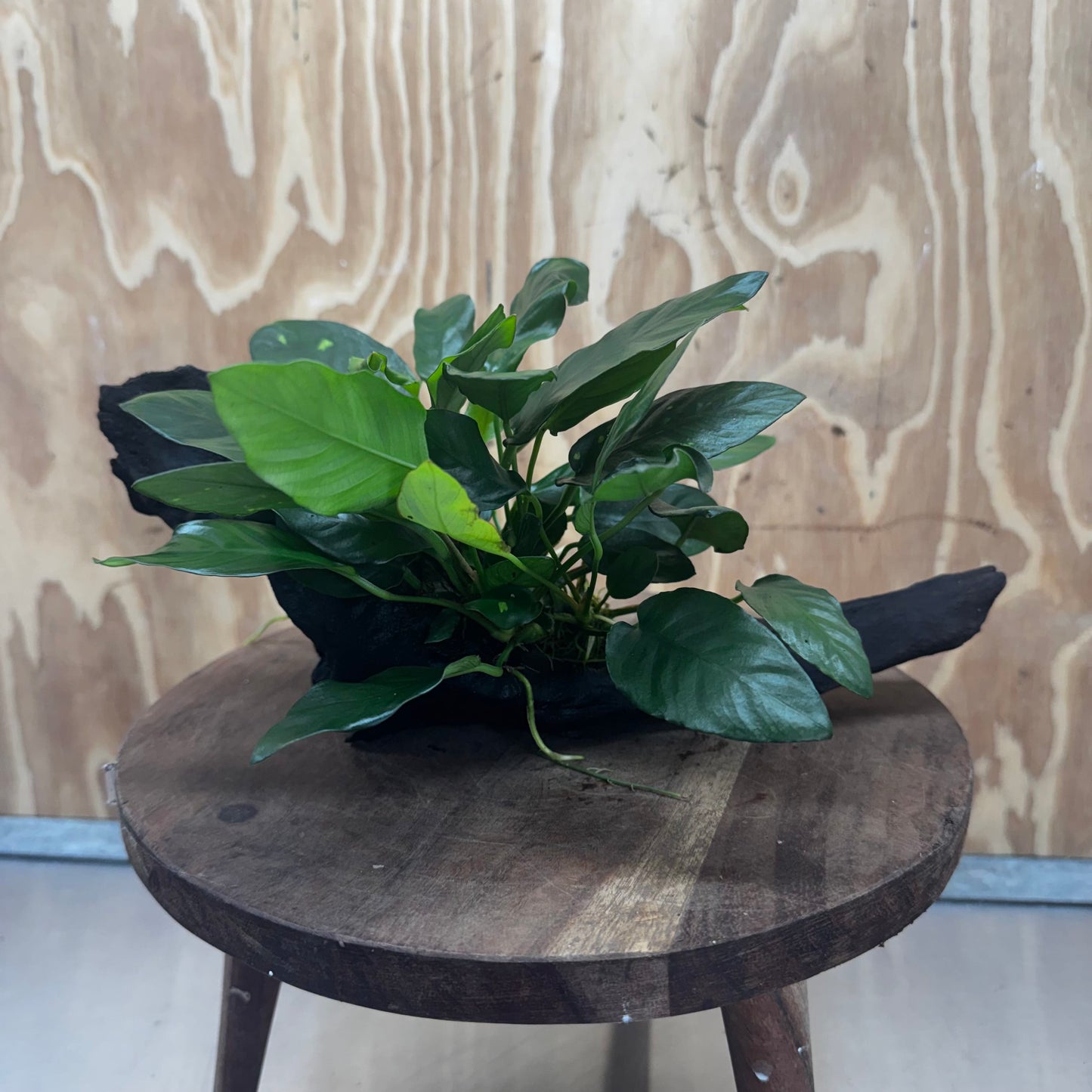 Scapeshop.com.au One Only Anubias Paco on Medium Driftwood Creation - One Only - Fancy Anubias Paco on Medium Driftwood - One Only - Aquarium Plants Australia