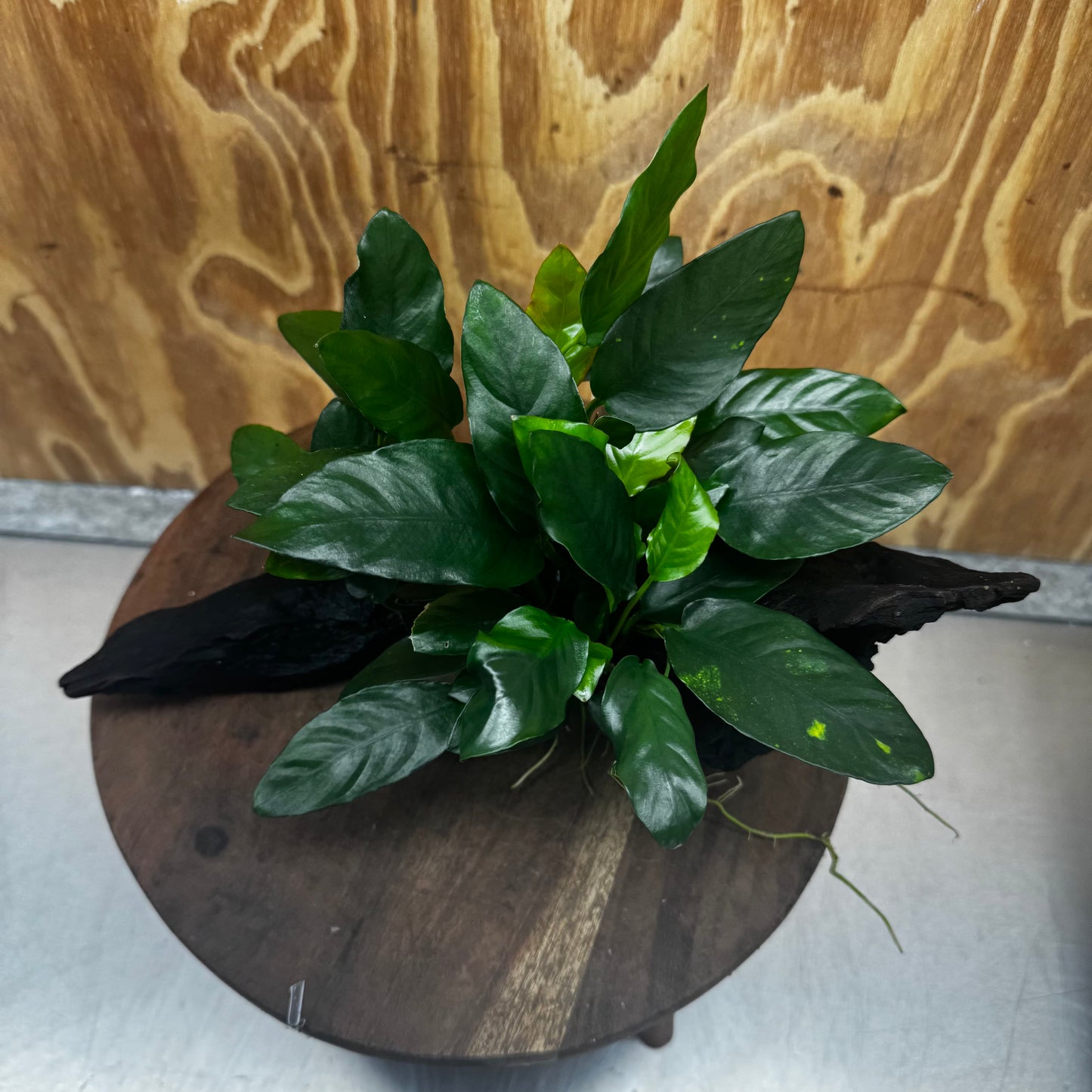 Scapeshop.com.au One Only Anubias Paco on Medium Driftwood Creation - One Only - Fancy Anubias Paco on Medium Driftwood - One Only - Aquarium Plants Australia