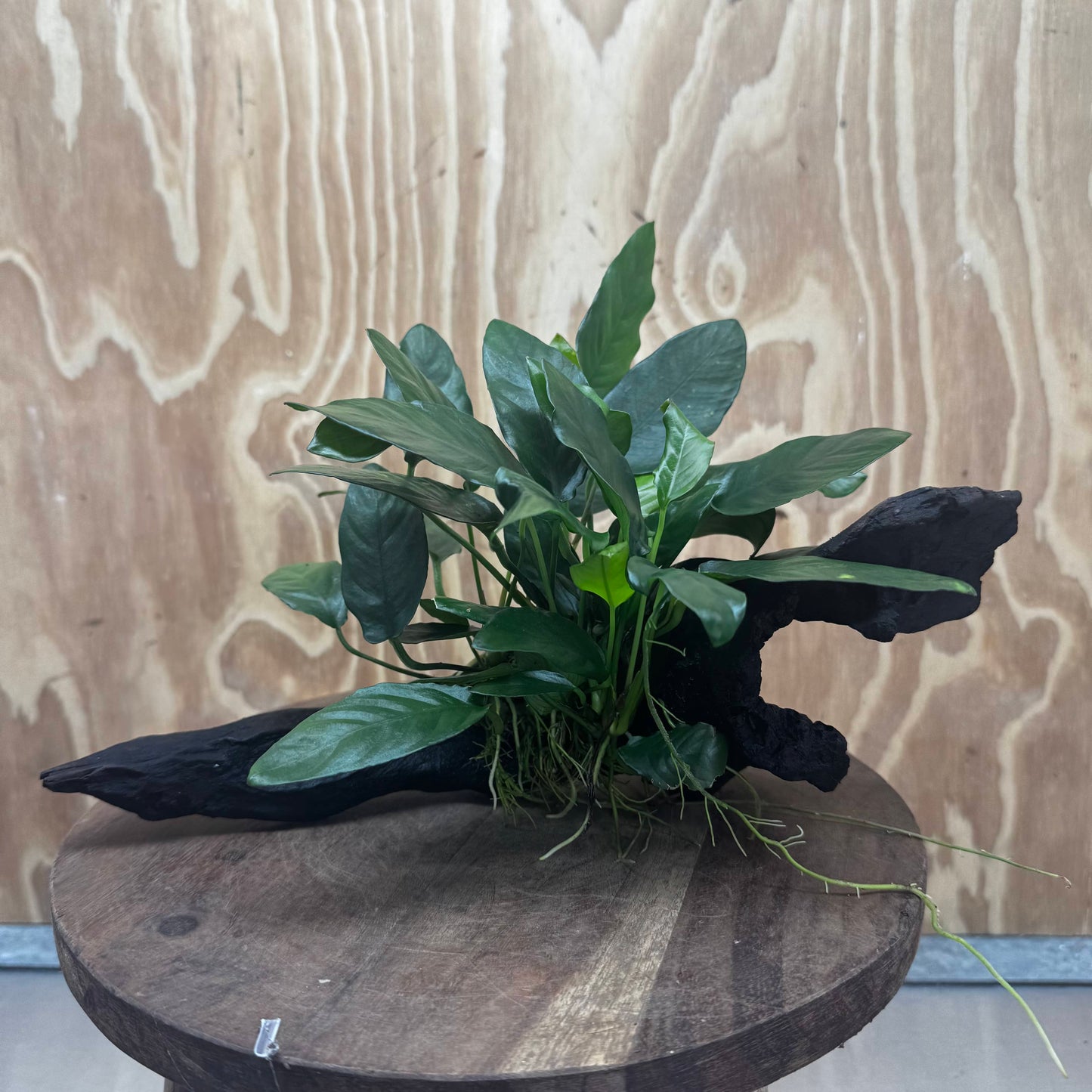 Scapeshop.com.au One Only Anubias Paco on Medium Driftwood Creation - One Only - Fancy Anubias Paco on Medium Driftwood - One Only - Aquarium Plants Australia