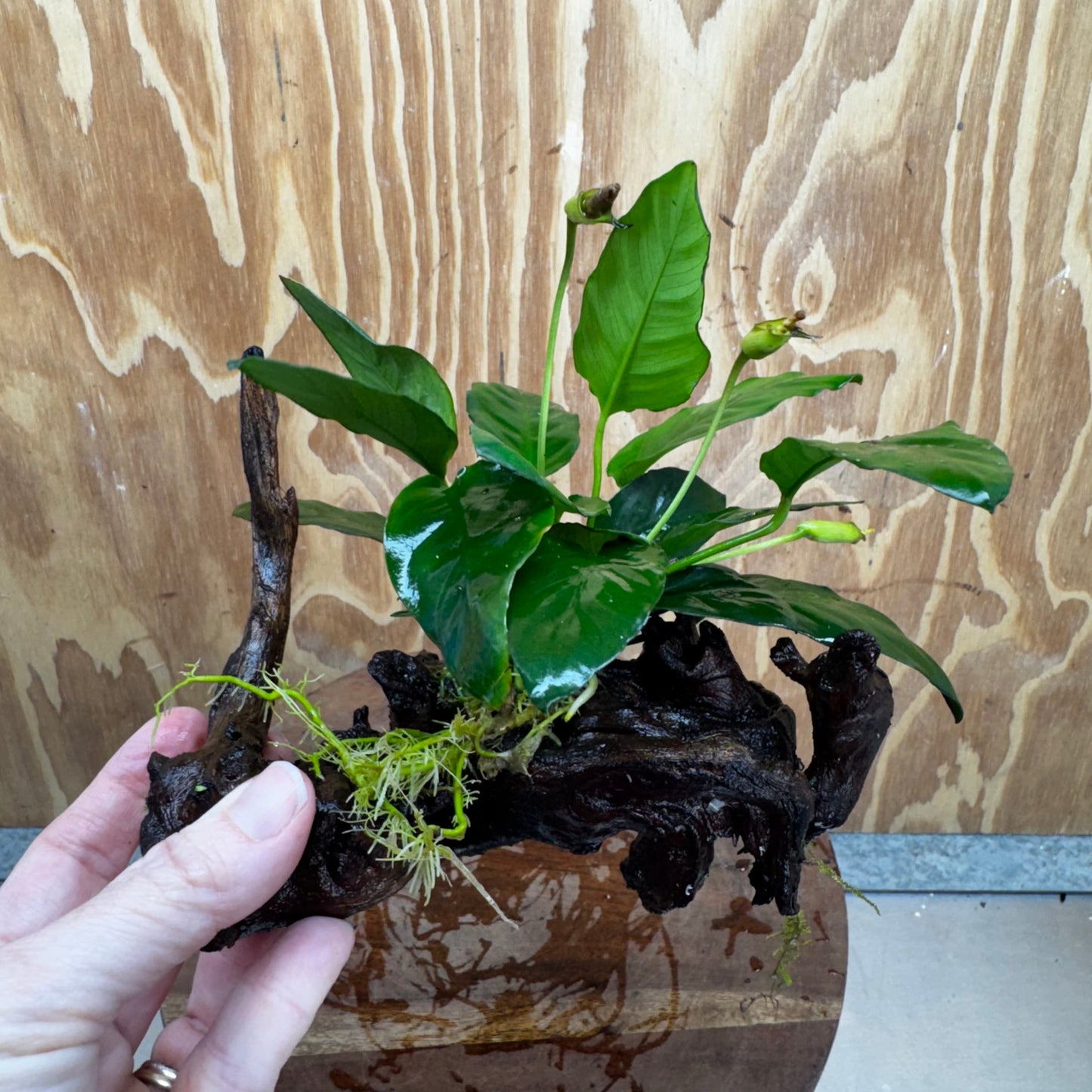 Scapeshop.com.au One Only Anubias Paco on Medium Driftwood Creation - One Only - Fancy Anubias Paco on Medium Driftwood - One Only - Aquarium Plants Australia
