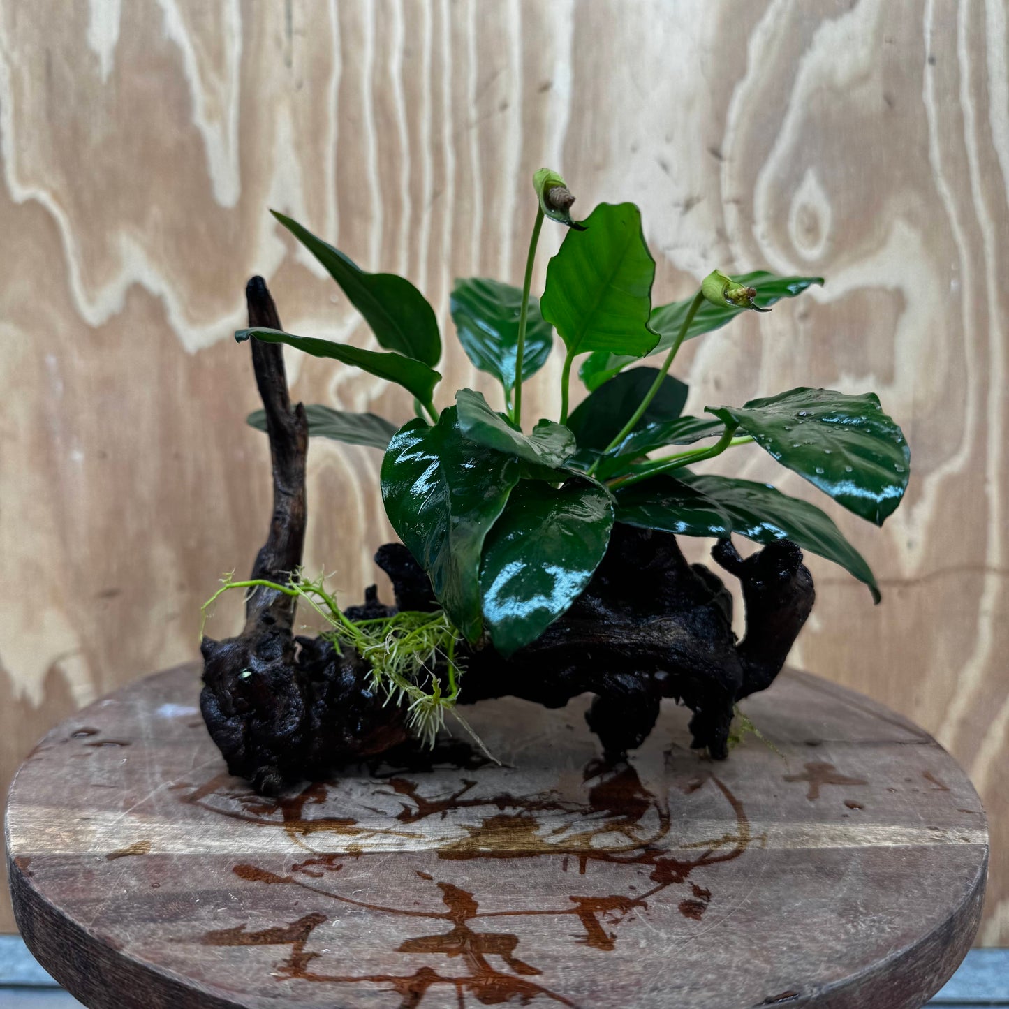 Scapeshop.com.au One Only Anubias Paco on Medium Driftwood Creation - One Only - Fancy Anubias Paco on Medium Driftwood - One Only - Aquarium Plants Australia