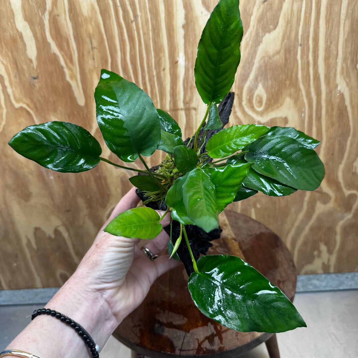 Scapeshop.com.au One Only Anubias Paco on Medium Driftwood Creation - One Only - Fancy Anubias Paco on Medium Driftwood - One Only Aquarium Plants Australia