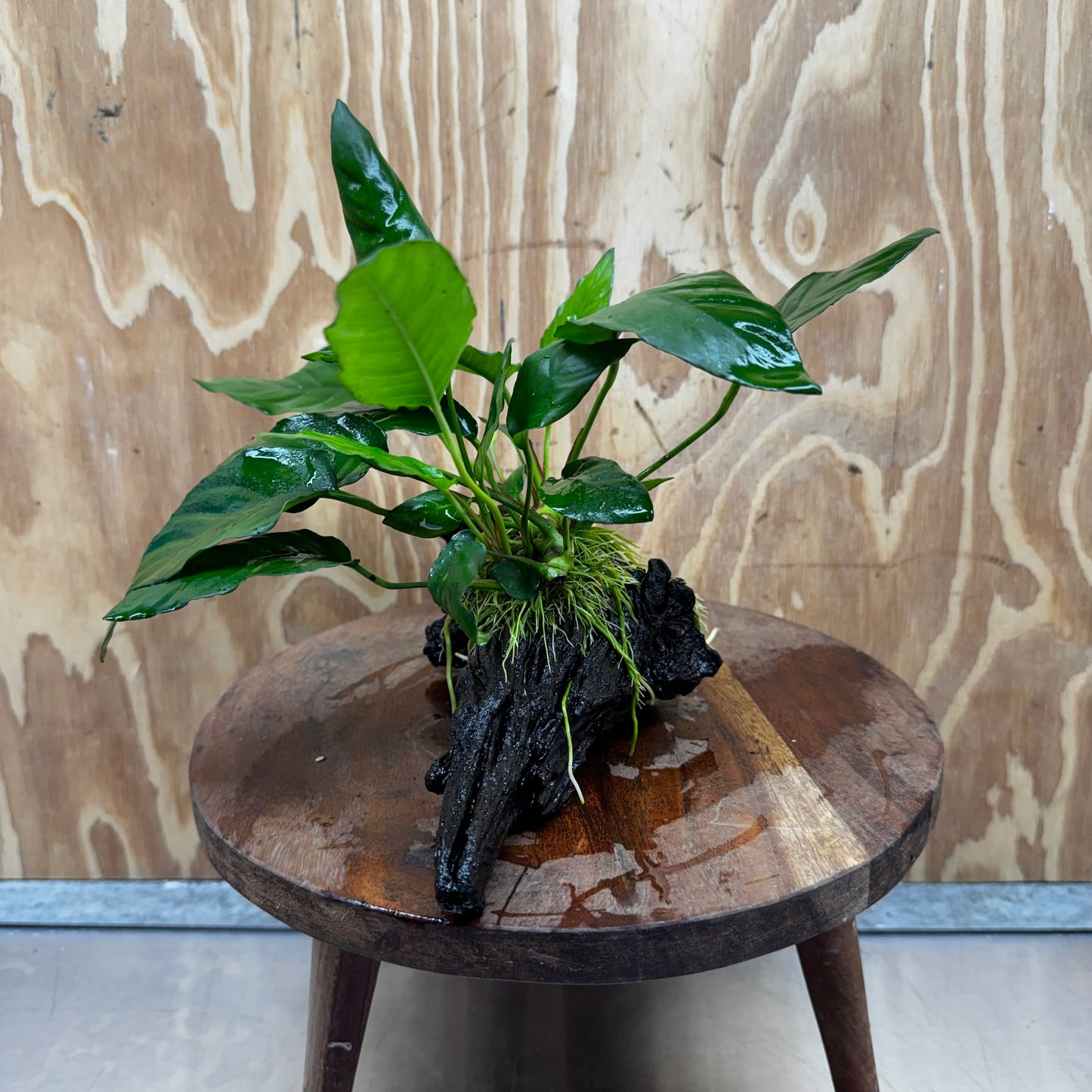 Scapeshop.com.au One Only Anubias Paco on Medium Driftwood Creation - One Only - Fancy Anubias Paco on Medium Driftwood - One Only Aquarium Plants Australia