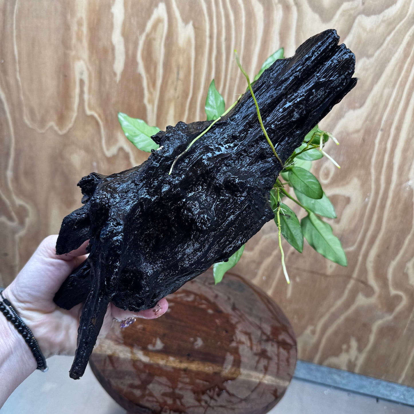 Pisces Enterprises One Only Anubias 'Petite Emerald Heart' on Large Driftwood Creation - ONE ONLY Anubias Petite Emerald Heart on Large Driftwood - One Only Scapeshop Australia