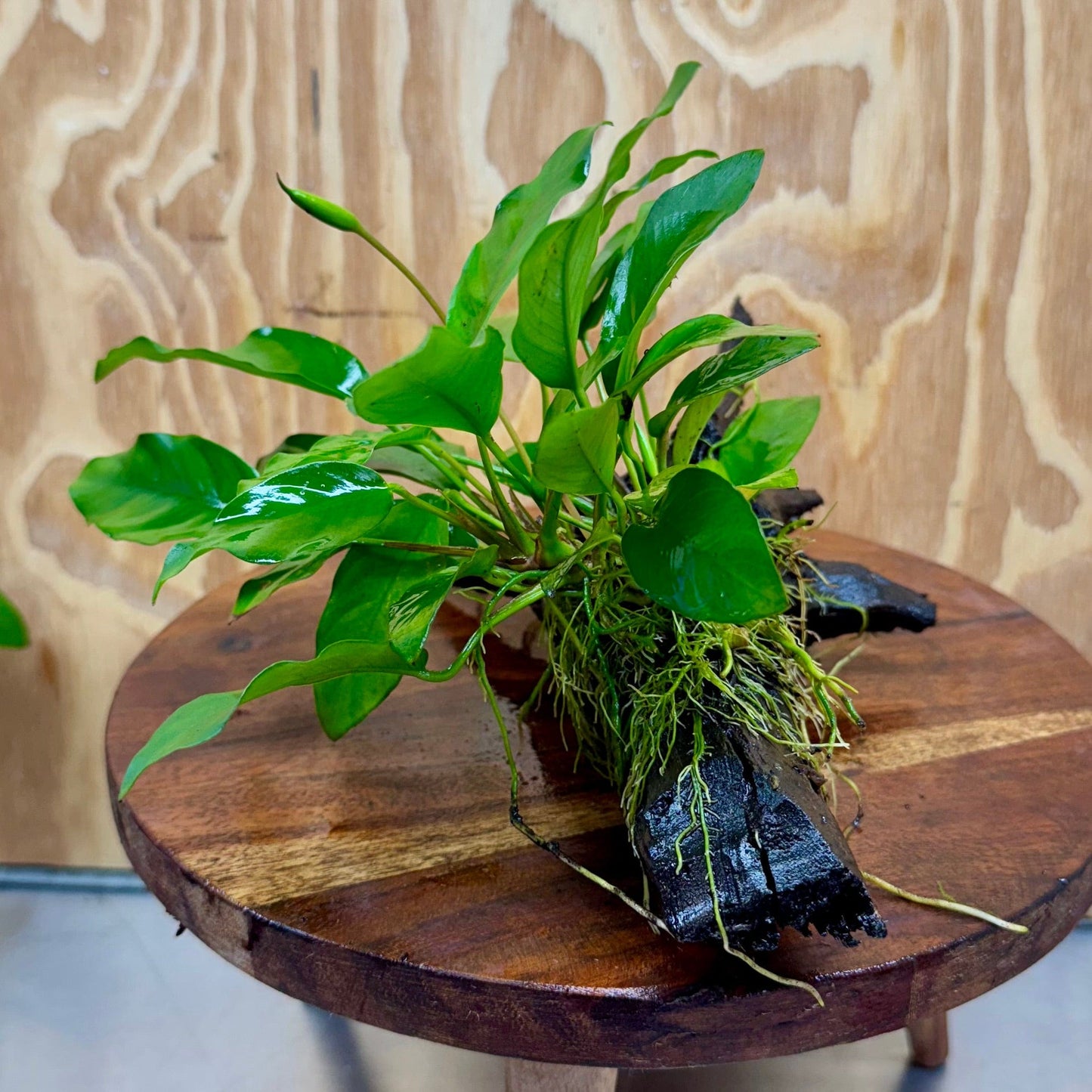 Scapeshop.com.au One Only Anubias 'Petite Emerald Heart' on Medium Driftwood Creation - One Only - Beautiful Buy Anubias Petite Emerald Heart Medium Driftwood ONE ONLY Scapeshop
