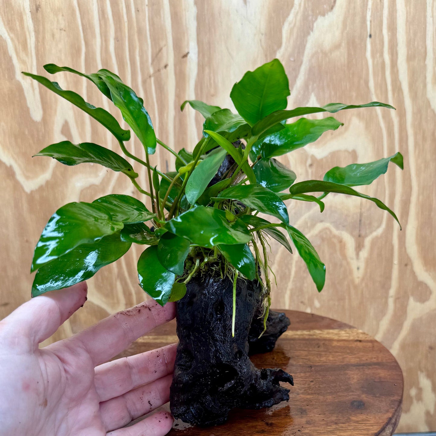 Scapeshop.com.au One Only Anubias 'Petite Emerald Heart' on Medium Driftwood Creation - One Only - Beautiful Buy Anubias Petite Emerald Heart Medium Driftwood ONE ONLY Scapeshop