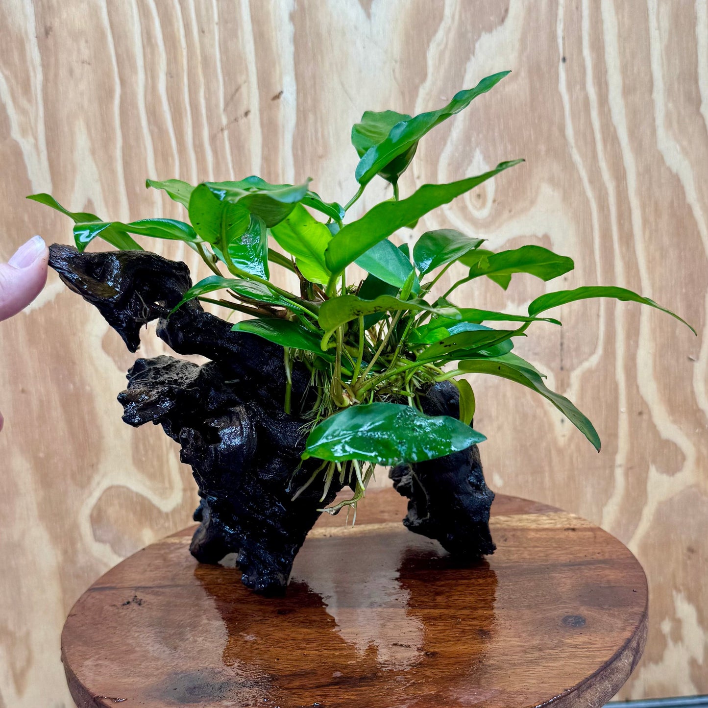 Scapeshop.com.au One Only Anubias 'Petite Emerald Heart' on Medium Driftwood Creation - One Only - Beautiful Buy Anubias Petite Emerald Heart Medium Driftwood ONE ONLY Scapeshop