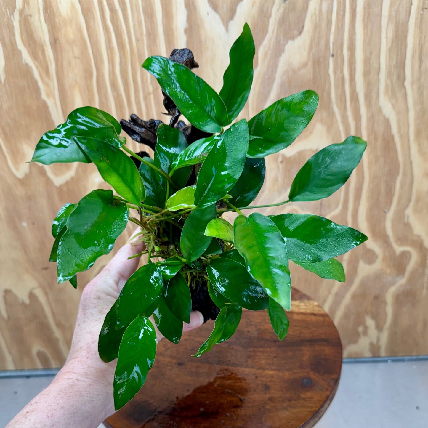 Scapeshop.com.au One Only Anubias 'Petite Emerald Heart' on Medium Driftwood Creation - One Only - Beautiful Buy Anubias Petite Emerald Heart Medium Driftwood ONE ONLY Scapeshop