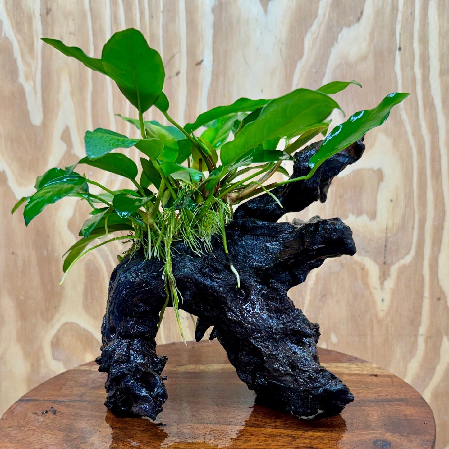 Scapeshop.com.au One Only Anubias 'Petite Emerald Heart' on Medium Driftwood Creation - One Only - Beautiful Buy Anubias Petite Emerald Heart Medium Driftwood ONE ONLY Scapeshop