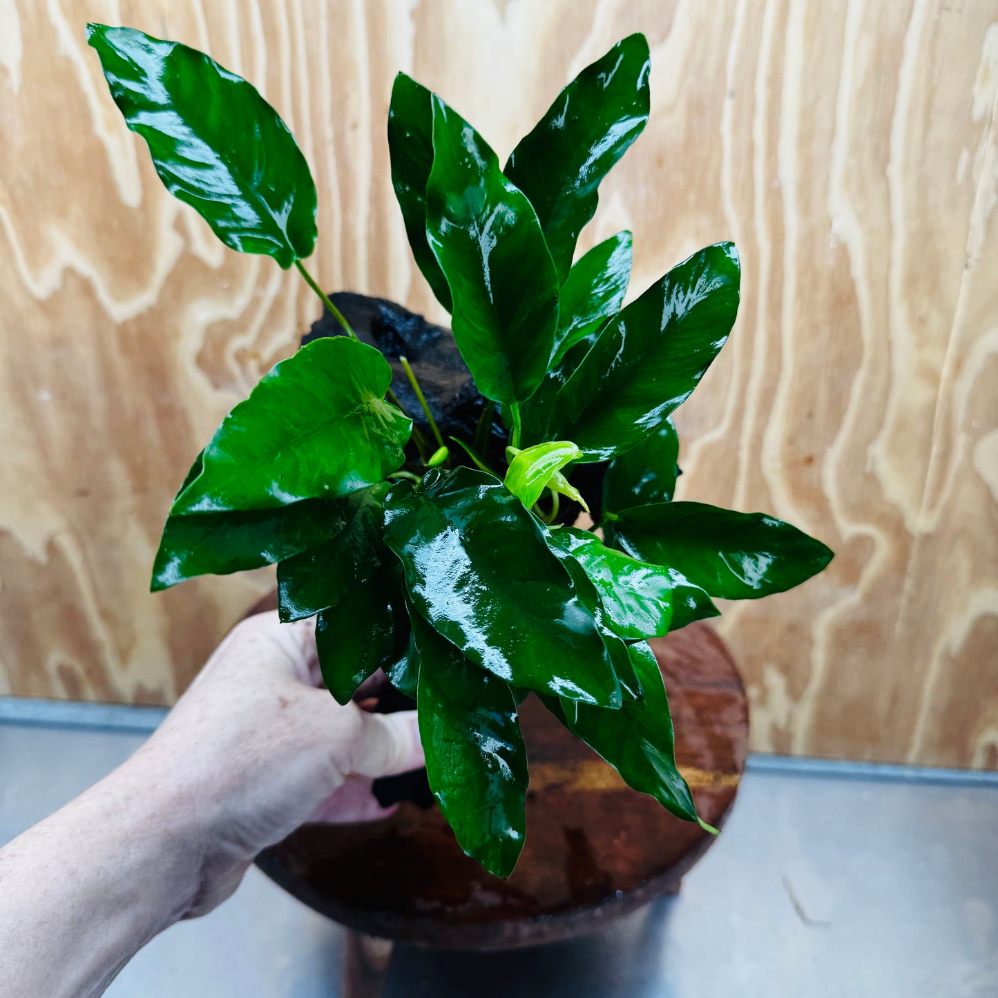 Scapeshop.com.au One Only Anubias 'Petite Emerald Heart' on Medium Driftwood Creation - One Only - Beautiful Buy Anubias Petite Emerald Heart Medium Driftwood ONE ONLY Scapeshop