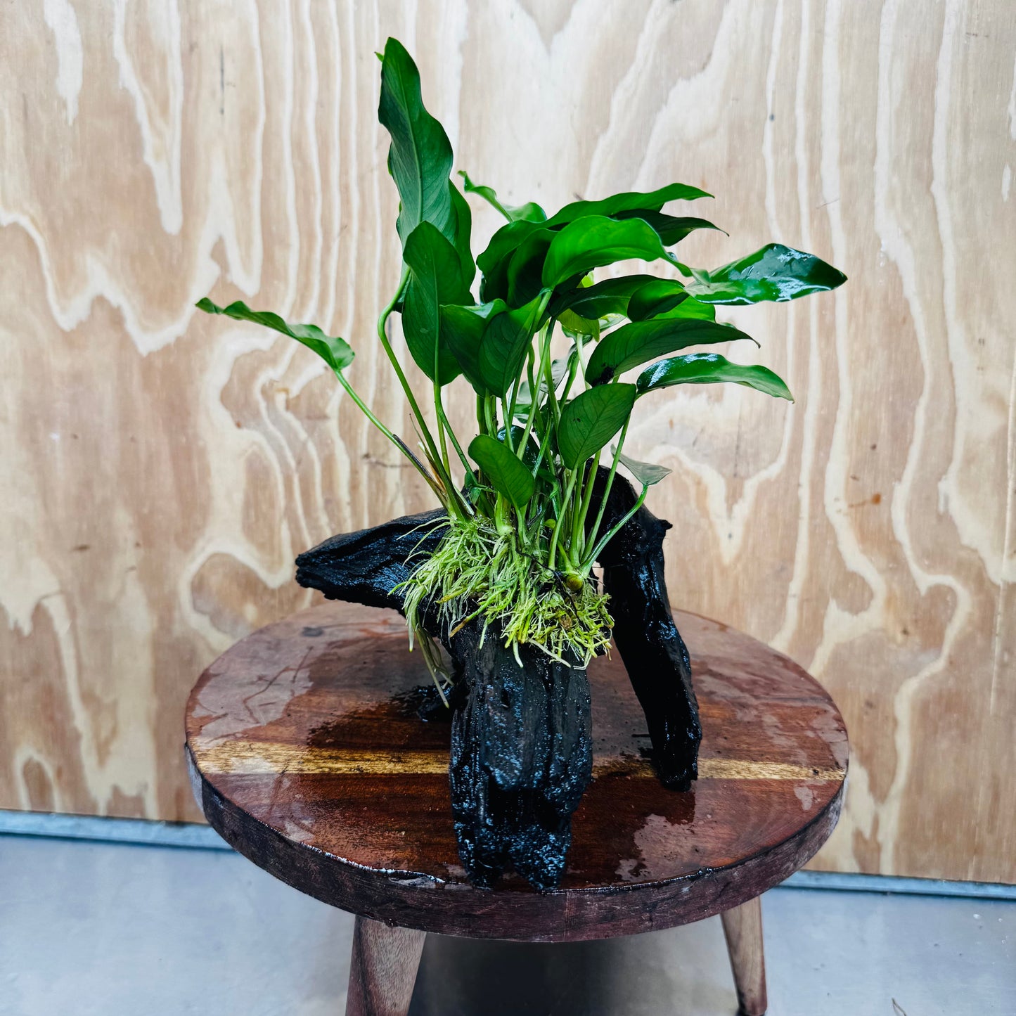 Scapeshop.com.au One Only Anubias 'Petite Emerald Heart' on Medium Driftwood Creation - One Only - Beautiful Buy Anubias Petite Emerald Heart Medium Driftwood ONE ONLY Scapeshop