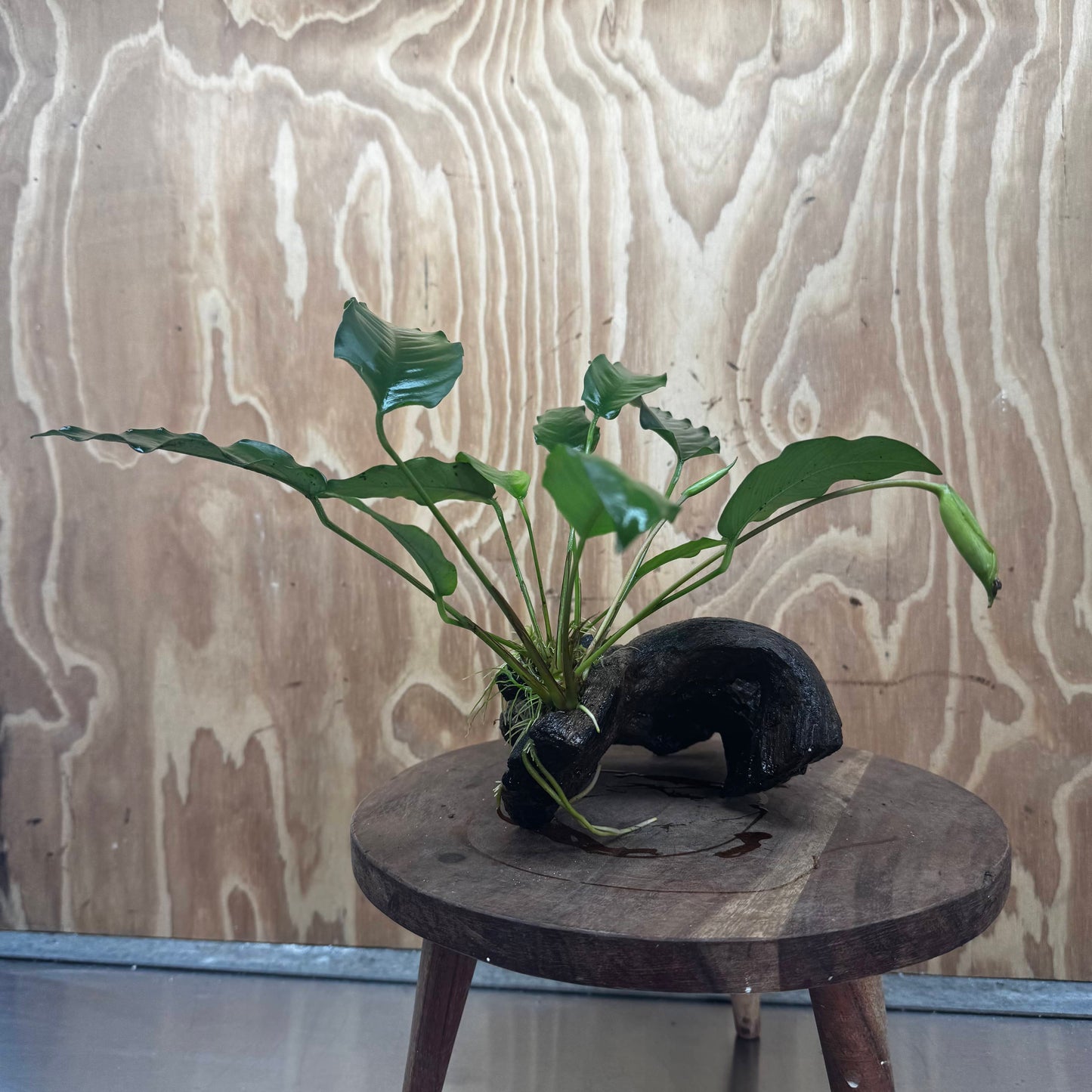 Scapeshop.com.au One Only Anubias 'Petite Emerald Heart' on Medium Driftwood Creation - One Only - Beautiful Buy Anubias Petite Emerald Heart Medium Driftwood ONE ONLY Scapeshop
