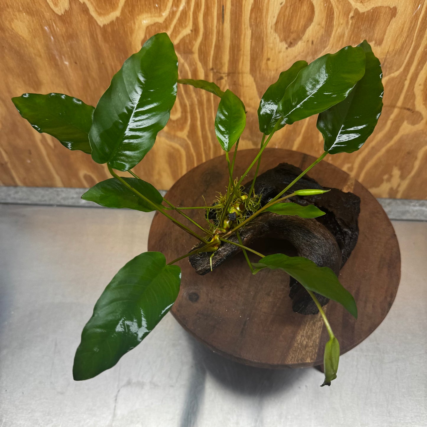 Scapeshop.com.au One Only Anubias 'Petite Emerald Heart' on Medium Driftwood Creation - One Only - Beautiful Buy Anubias Petite Emerald Heart Medium Driftwood ONE ONLY Scapeshop