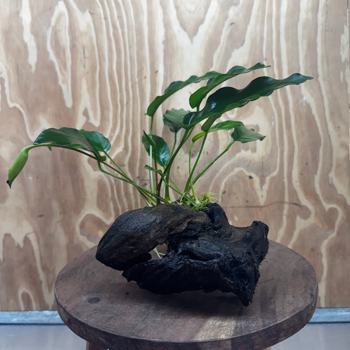 Scapeshop.com.au One Only Anubias 'Petite Emerald Heart' on Medium Driftwood Creation - One Only - Beautiful Buy Anubias Petite Emerald Heart Medium Driftwood ONE ONLY Scapeshop
