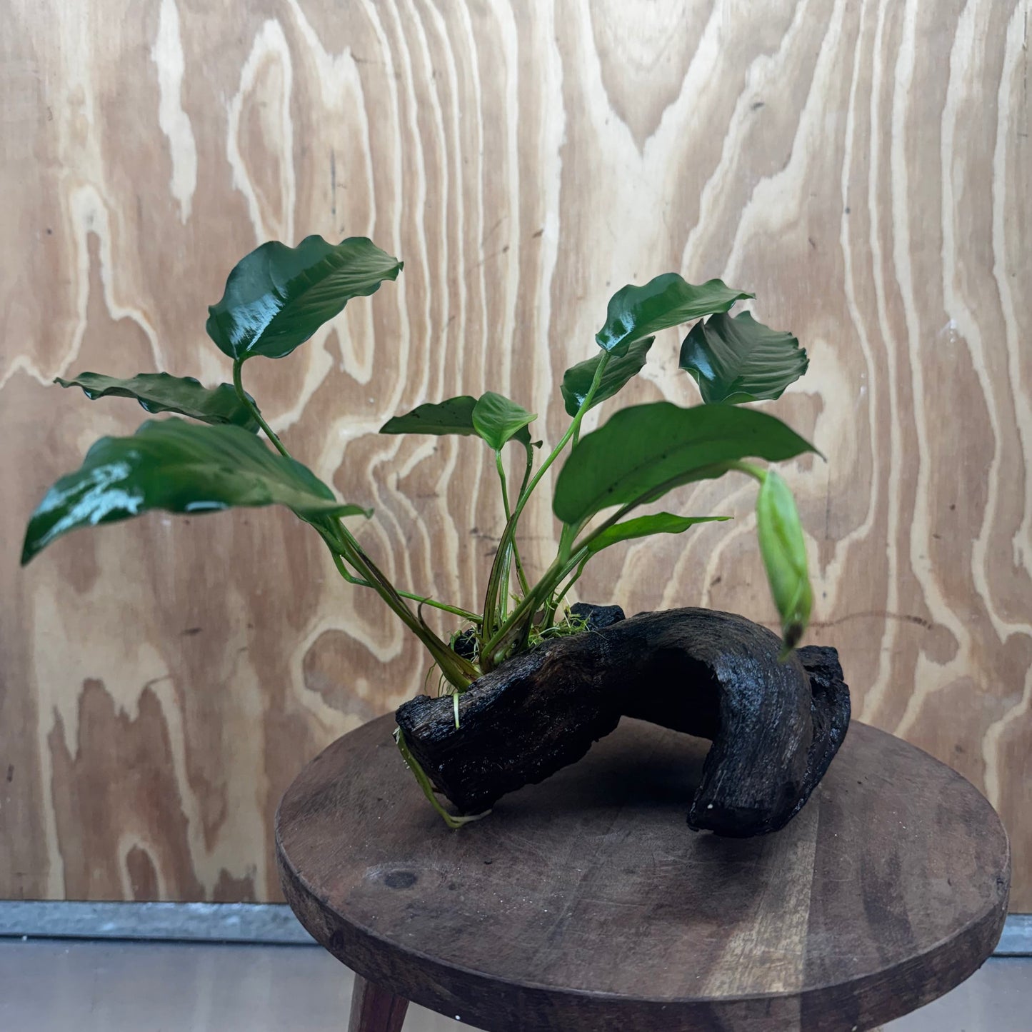 Scapeshop.com.au One Only Anubias 'Petite Emerald Heart' on Medium Driftwood Creation - One Only - Beautiful Buy Anubias Petite Emerald Heart Medium Driftwood ONE ONLY Scapeshop
