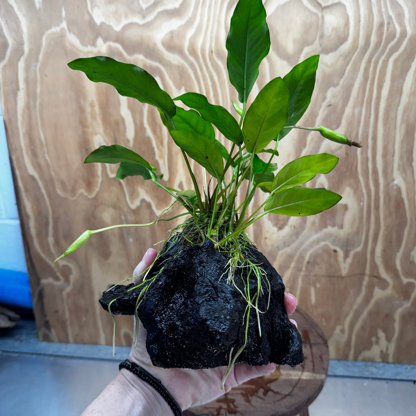 Scapeshop.com.au One Only Anubias 'Petite Emerald Heart' on Medium Driftwood Creation - One Only - Beautiful Buy Anubias Petite Emerald Heart Medium Driftwood ONE ONLY Scapeshop