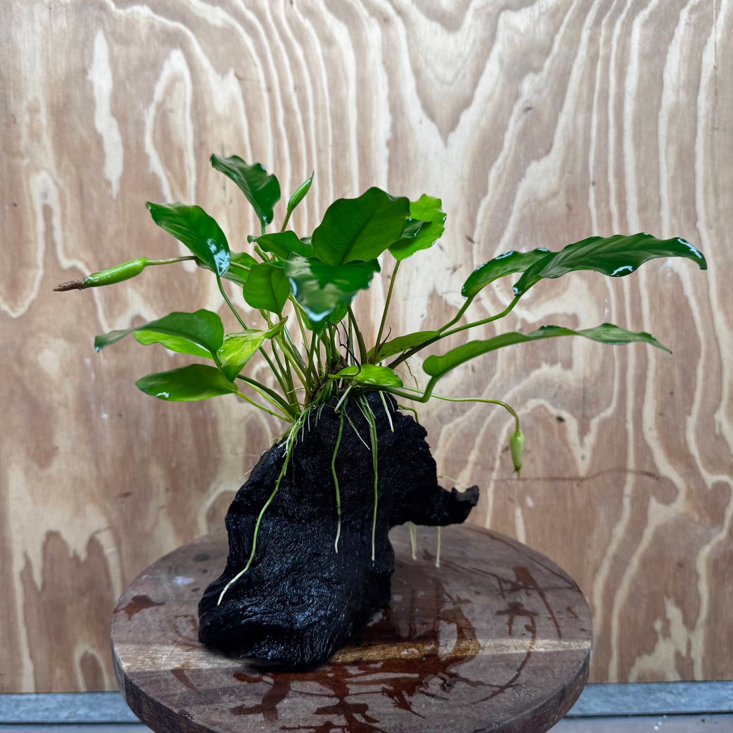 Scapeshop.com.au One Only Anubias 'Petite Emerald Heart' on Medium Driftwood Creation - One Only - Beautiful Buy Anubias Petite Emerald Heart Medium Driftwood ONE ONLY Scapeshop