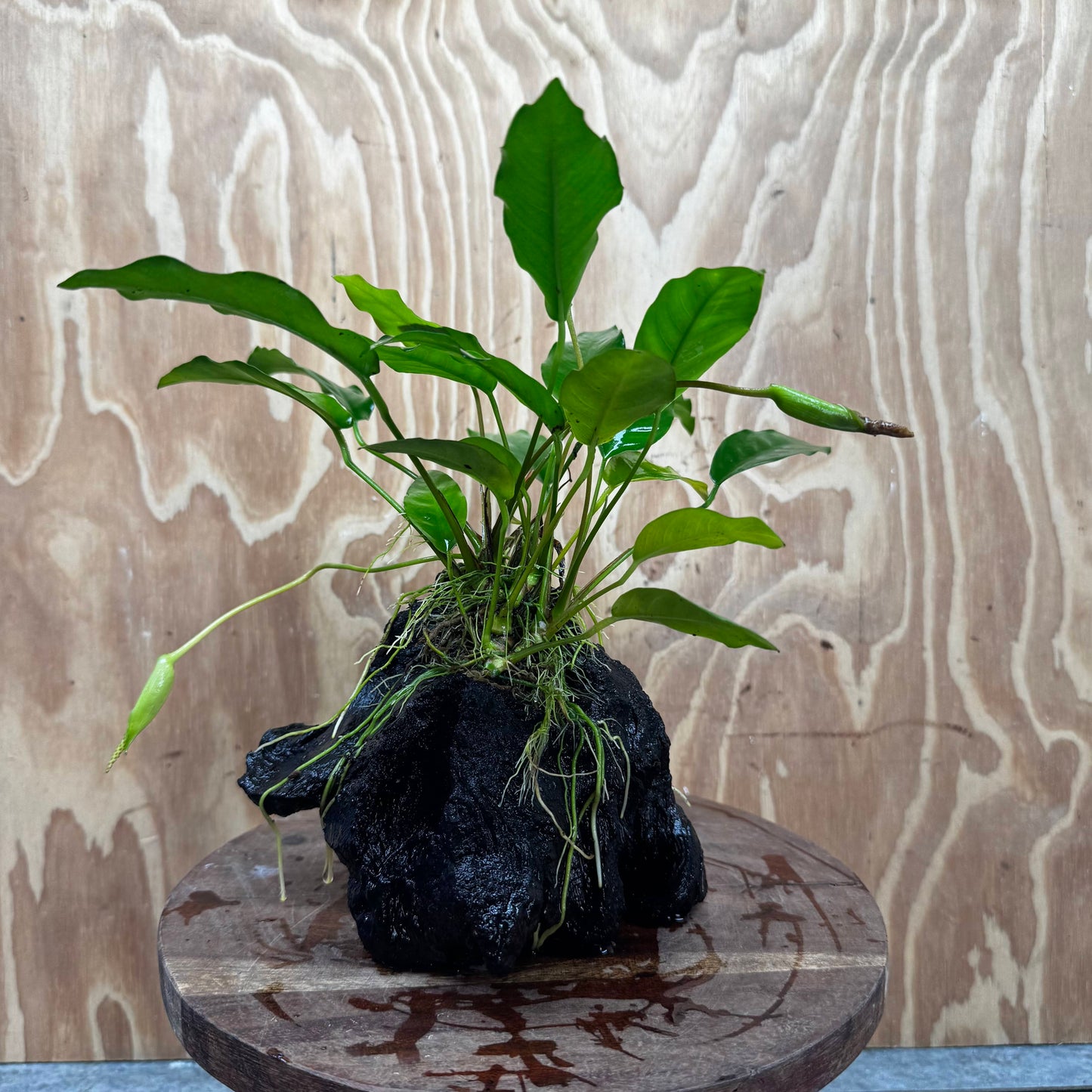 Scapeshop.com.au One Only Anubias 'Petite Emerald Heart' on Medium Driftwood Creation - One Only - Beautiful Buy Anubias Petite Emerald Heart Medium Driftwood ONE ONLY Scapeshop