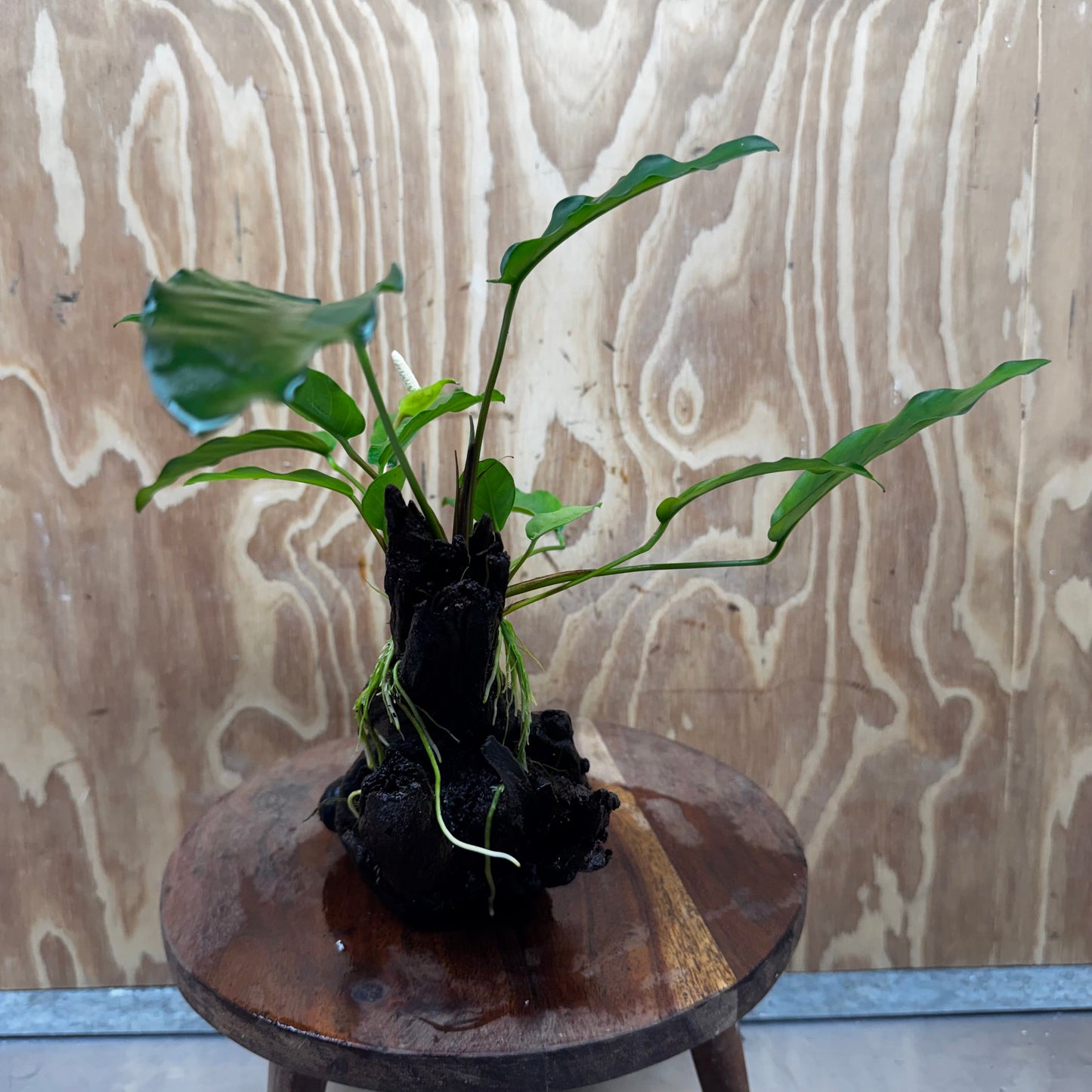 Scapeshop.com.au One Only Anubias 'Petite Emerald Heart' on Medium Driftwood Creation - One Only - Beautiful Buy Anubias Petite Emerald Heart Medium Driftwood ONE ONLY Scapeshop
