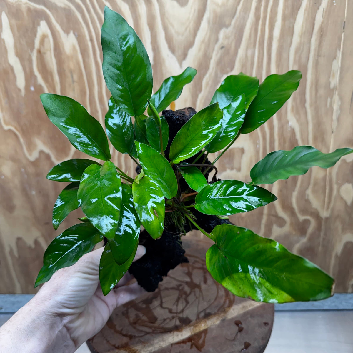 Scapeshop.com.au One Only Anubias 'Petite Emerald Heart' on Medium Driftwood Creation - One Only - Beautiful Buy Anubias Petite Emerald Heart Medium Driftwood ONE ONLY Scapeshop