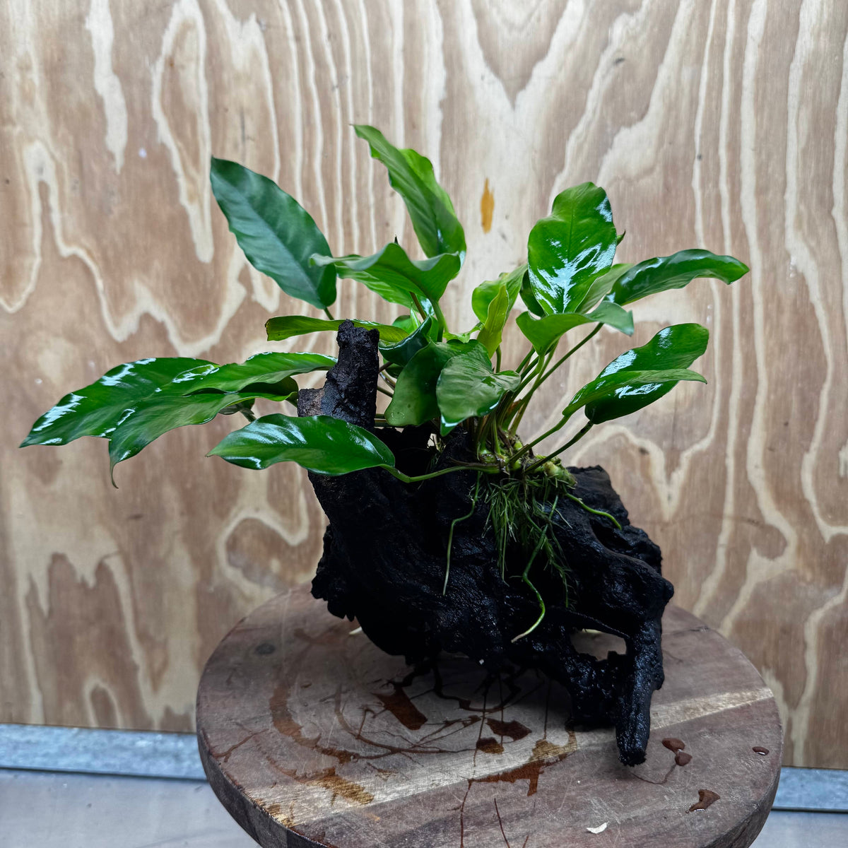Scapeshop.com.au One Only Anubias 'Petite Emerald Heart' on Medium Driftwood Creation - One Only - Beautiful Buy Anubias Petite Emerald Heart Medium Driftwood ONE ONLY Scapeshop