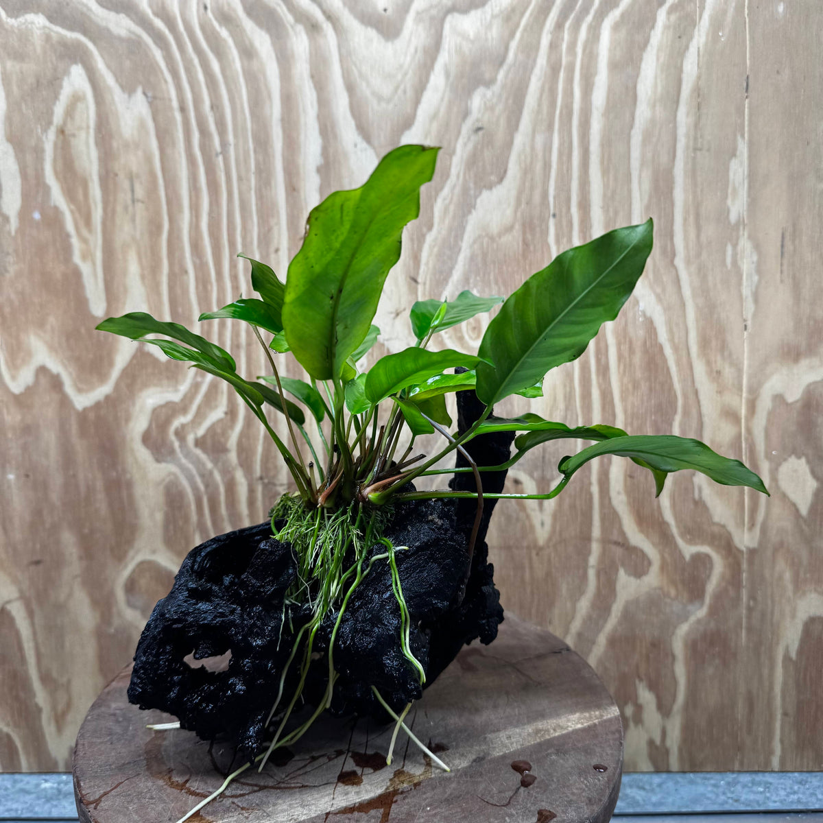 Scapeshop.com.au One Only Anubias 'Petite Emerald Heart' on Medium Driftwood Creation - One Only - Beautiful Buy Anubias Petite Emerald Heart Medium Driftwood ONE ONLY Scapeshop