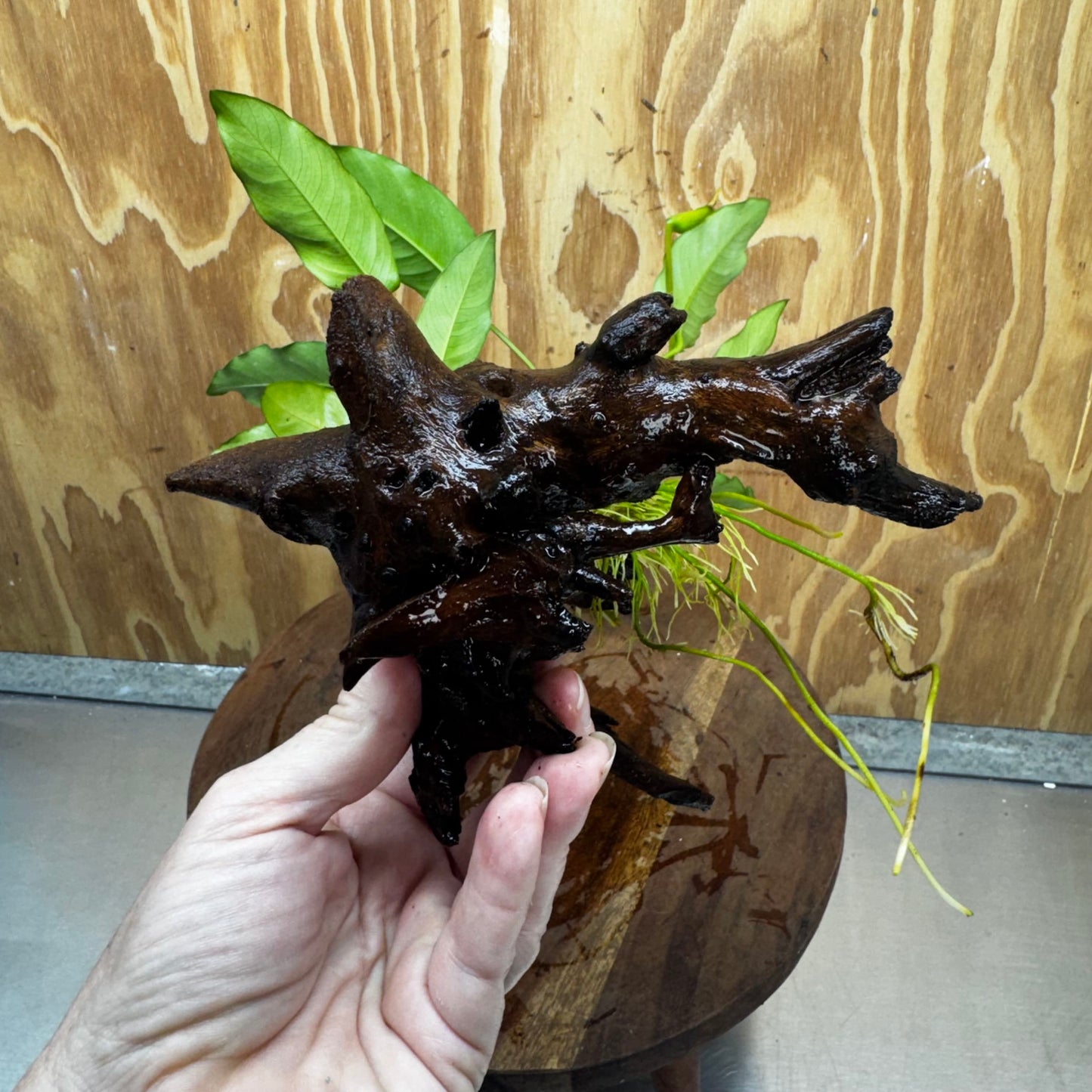 Pisces Enterprises One Only Anubias 'Petite Emerald Heart' on Medium Driftwood Creation - One Only - Elegant Anubias Petite Emerald Heart on Medium Driftwood - ONE ONLY - Scapeshop
