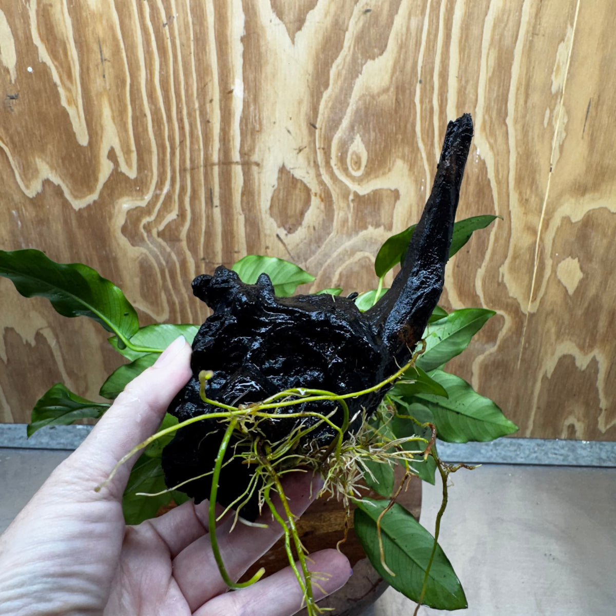 Pisces Enterprises One Only Anubias 'Petite Emerald Heart' on Medium Driftwood Creation - One Only - Elegant Anubias Petite Emerald Heart on Medium Driftwood - ONE ONLY - Scapeshop