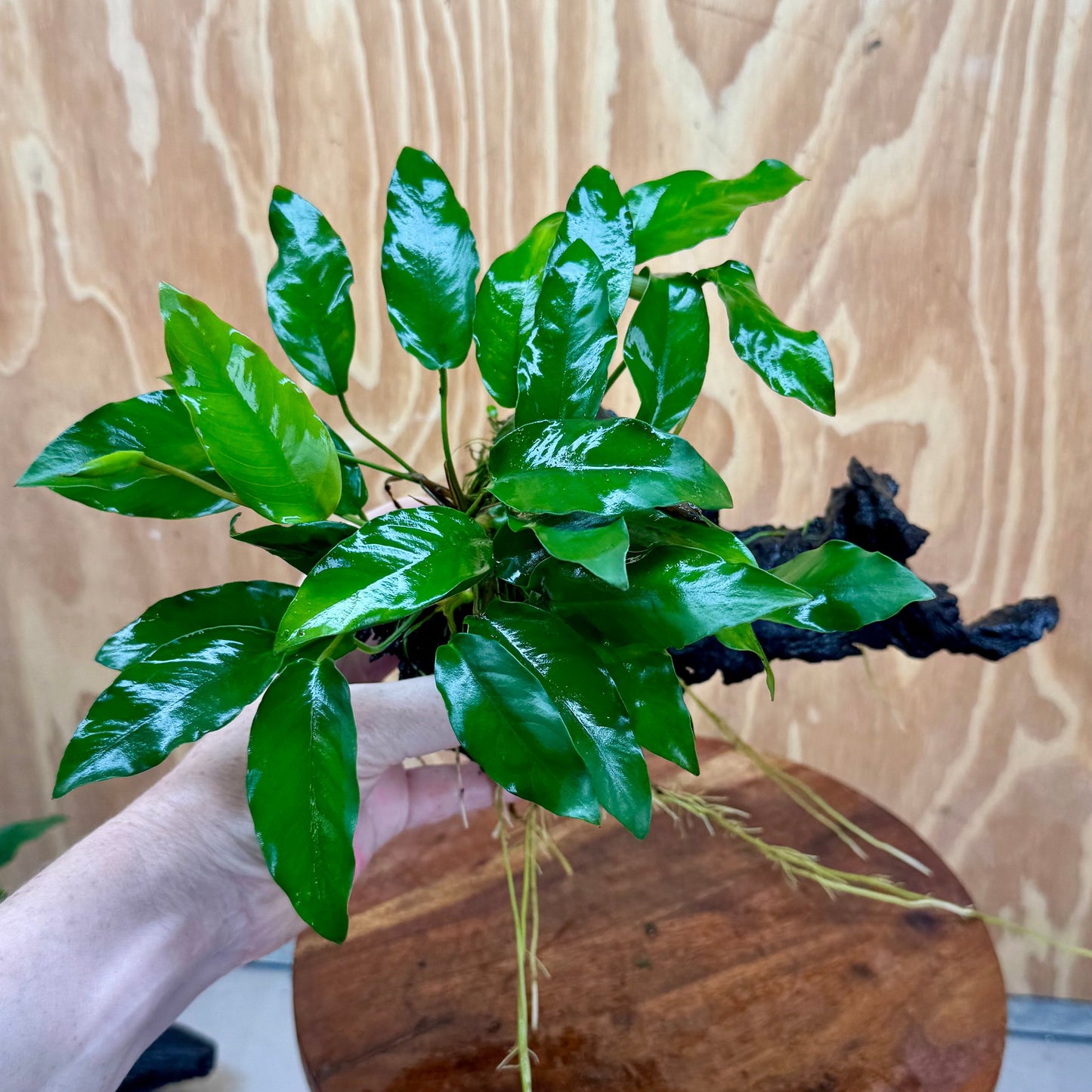 Scapeshop.com.au One Only Anubias 'Petite Emerald Heart' on Medium Driftwood Creation - One Only - Fancy Buy Anubias Petite Emerald Heart Medium Driftwood ONE ONLY Scapeshop