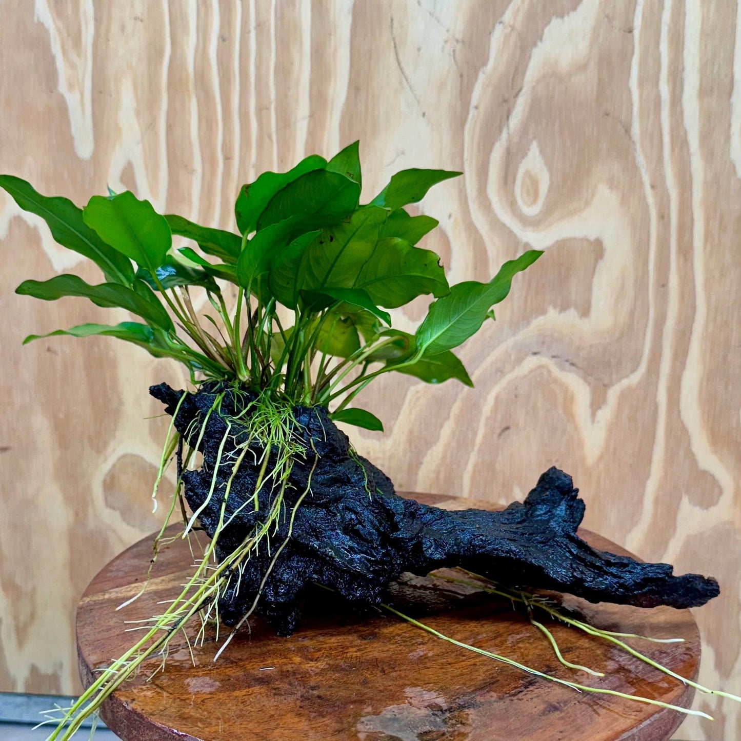 Scapeshop.com.au One Only Anubias 'Petite Emerald Heart' on Medium Driftwood Creation - One Only - Fancy Buy Anubias Petite Emerald Heart Medium Driftwood ONE ONLY Scapeshop