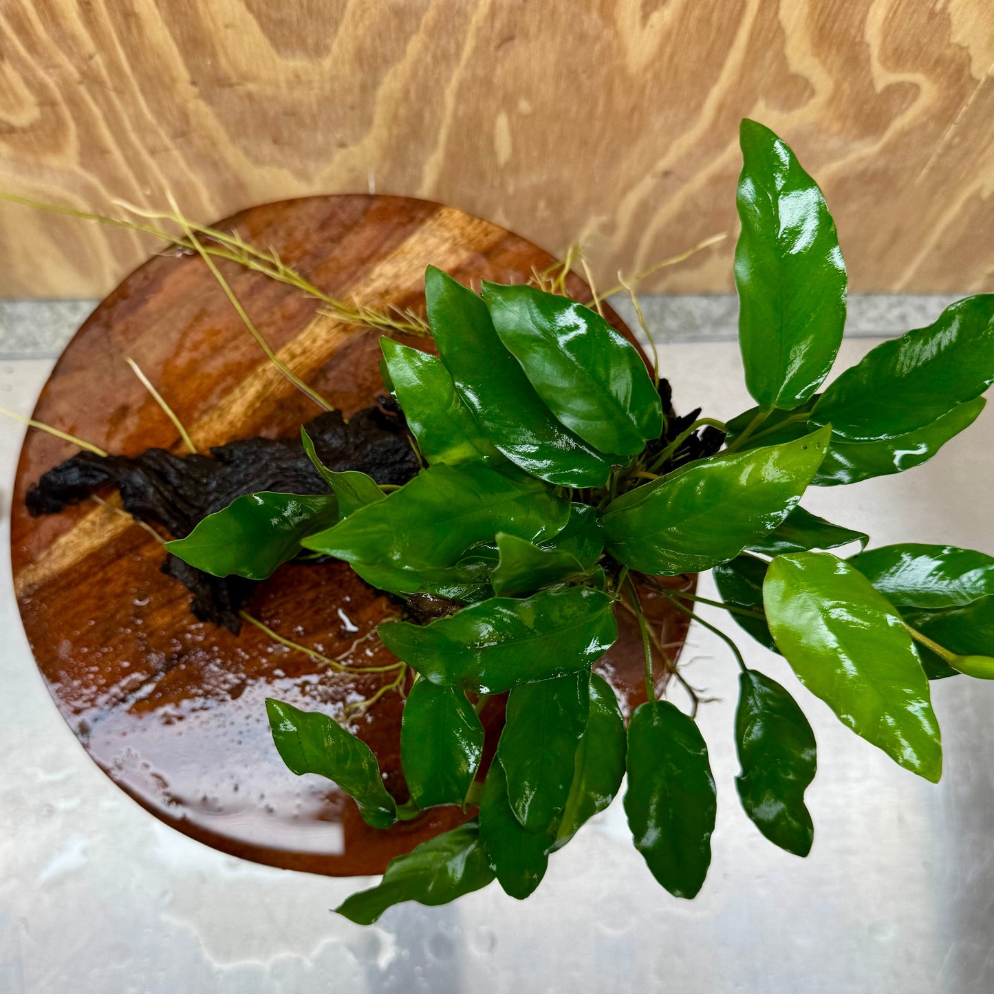 Scapeshop.com.au One Only Anubias 'Petite Emerald Heart' on Medium Driftwood Creation - One Only - Fancy Buy Anubias Petite Emerald Heart Medium Driftwood ONE ONLY Scapeshop